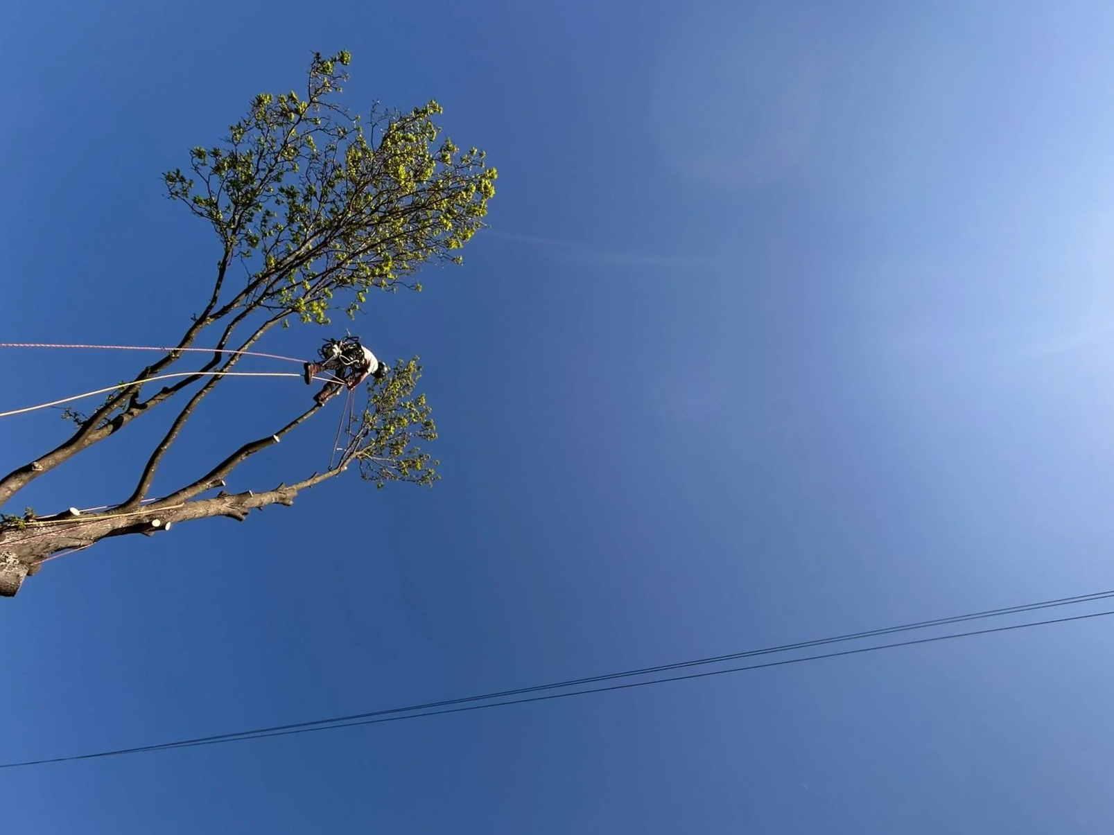 treebuh.png