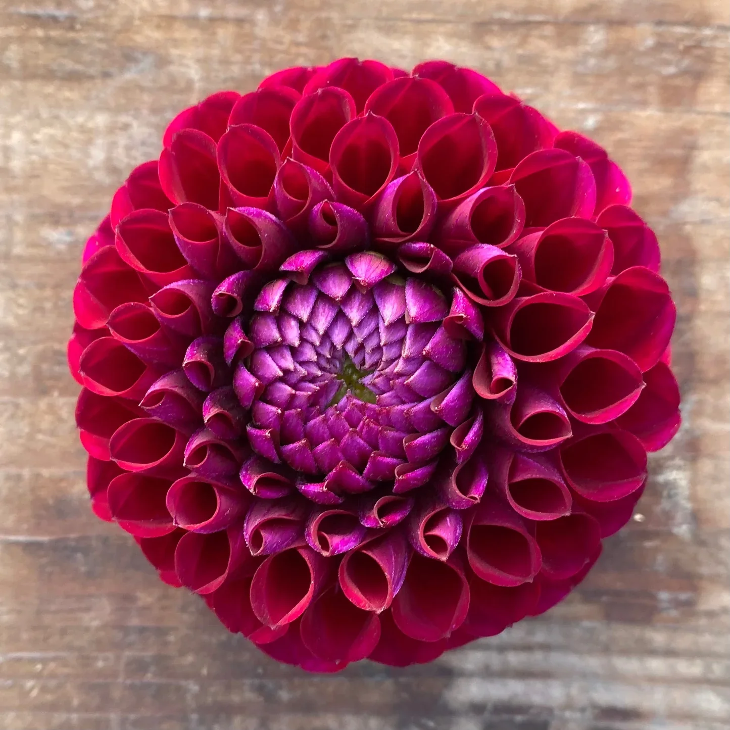 Ivanetti dahlia tuber