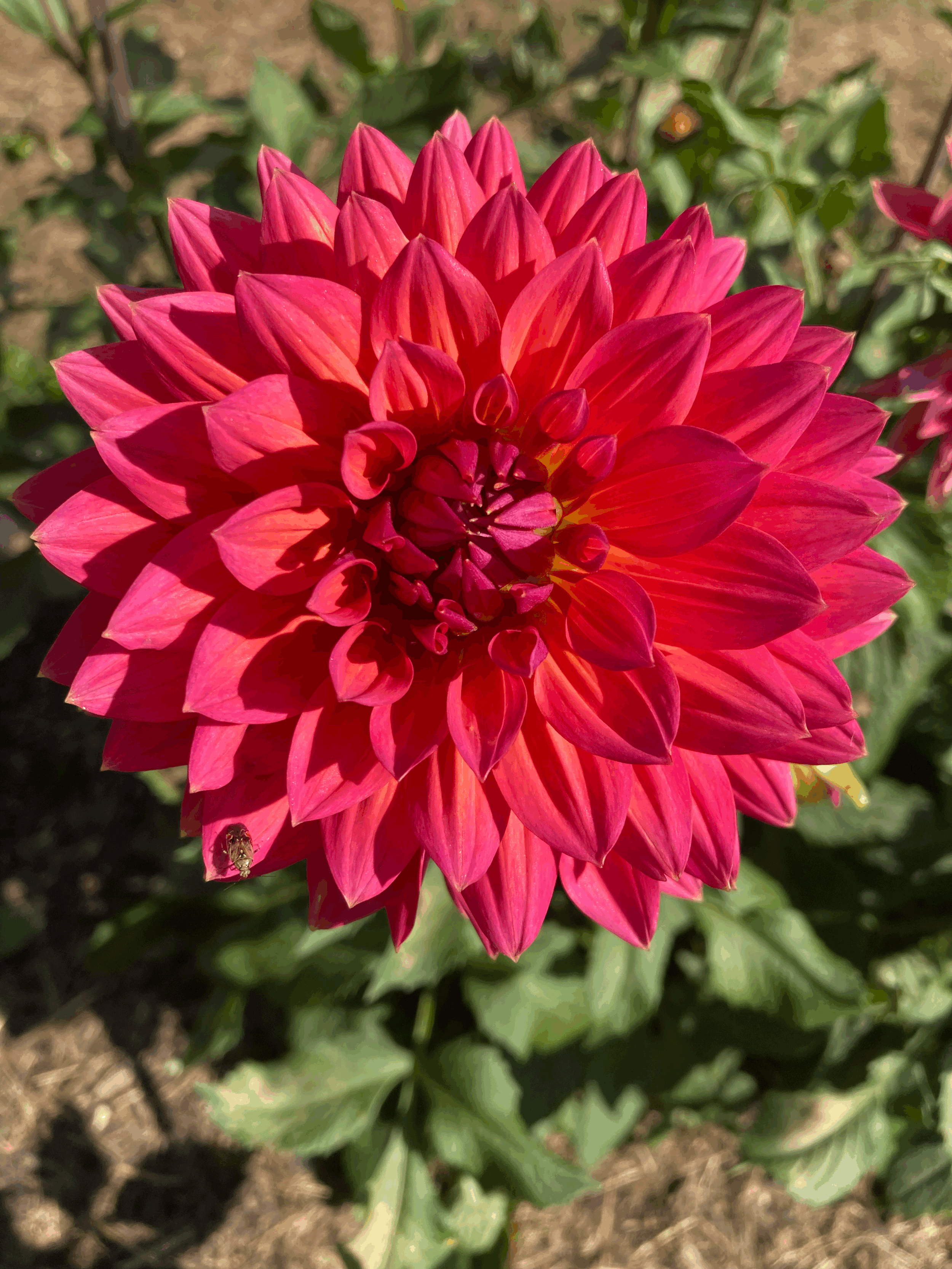 Dahlia Bouquet CSA Subscription Membership