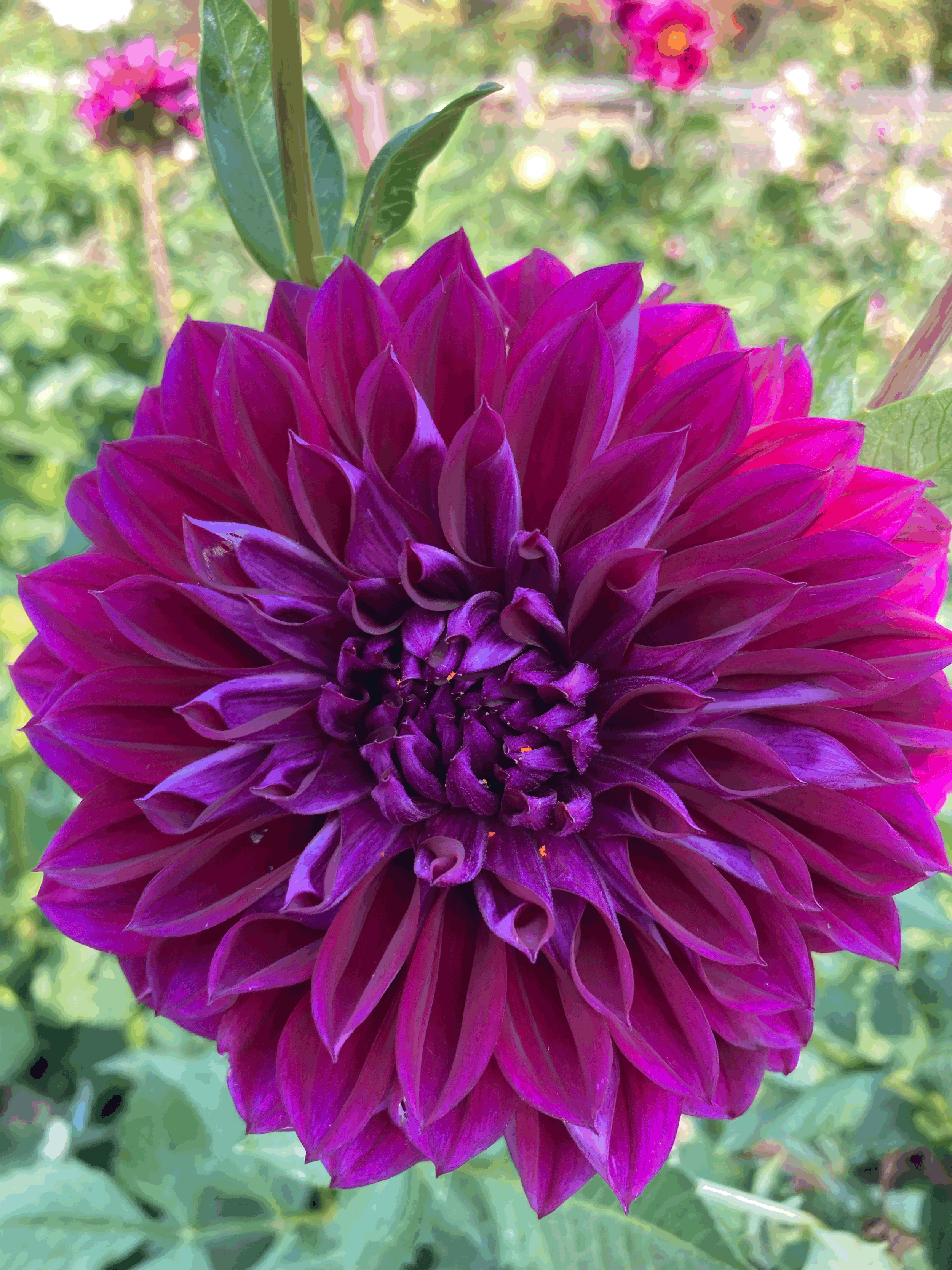 Diva Dahlia Tuber