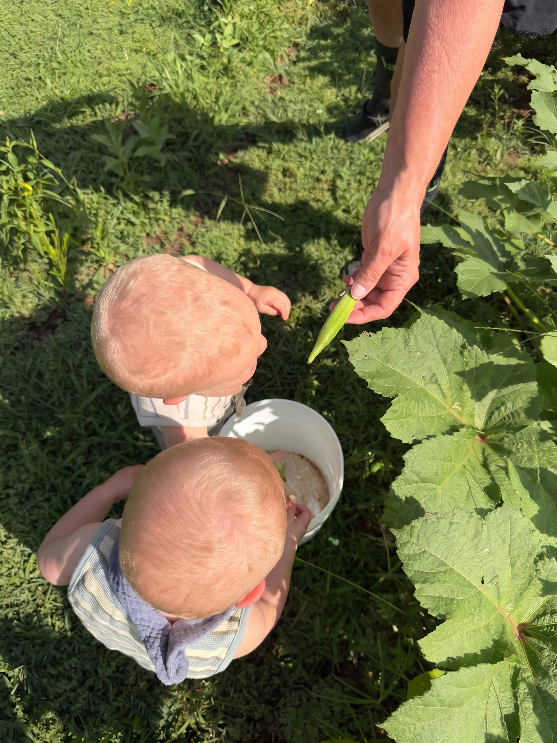 Two young children and an adult in a green outdoor garden, with a large leafy plant in the foreground. The adult is holding a green okra pod and explaining or showing it to the children, who are sitting on the grass and looking at the plant and pod.