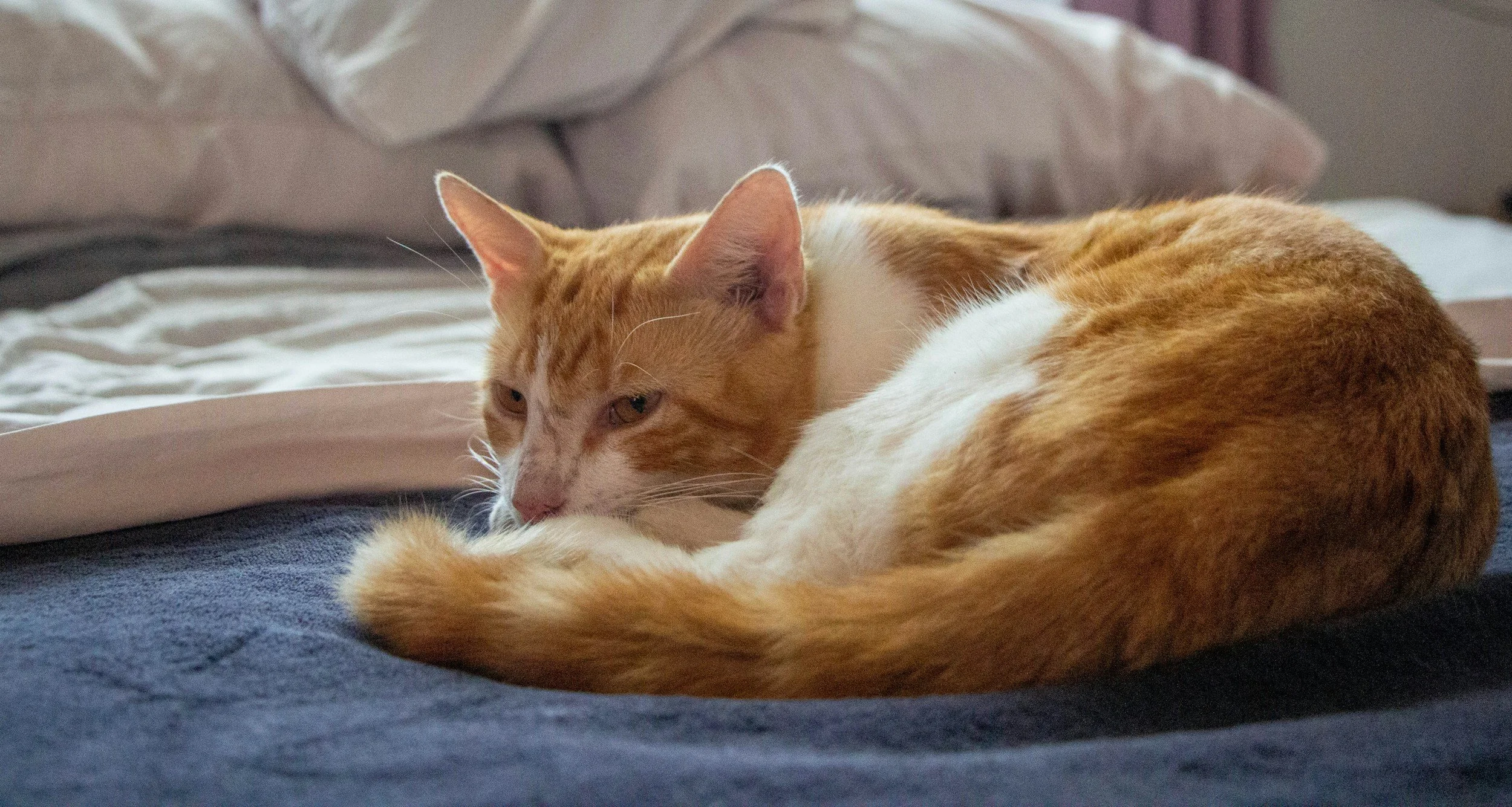 Pet sitting and drop-in feeding services in Midhurst