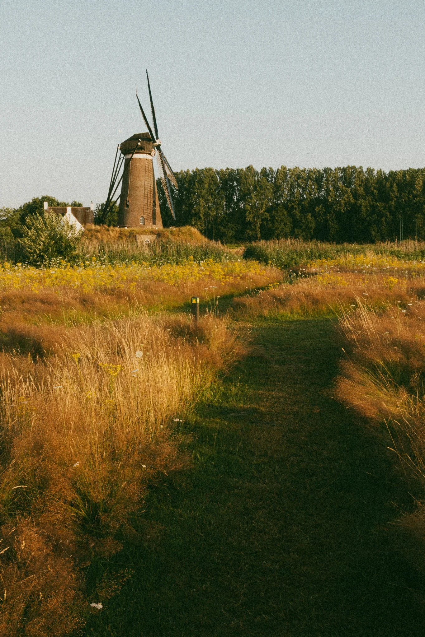 A narrow mown path running through tall grasses and yellow wildflowers toward a distant windmill.