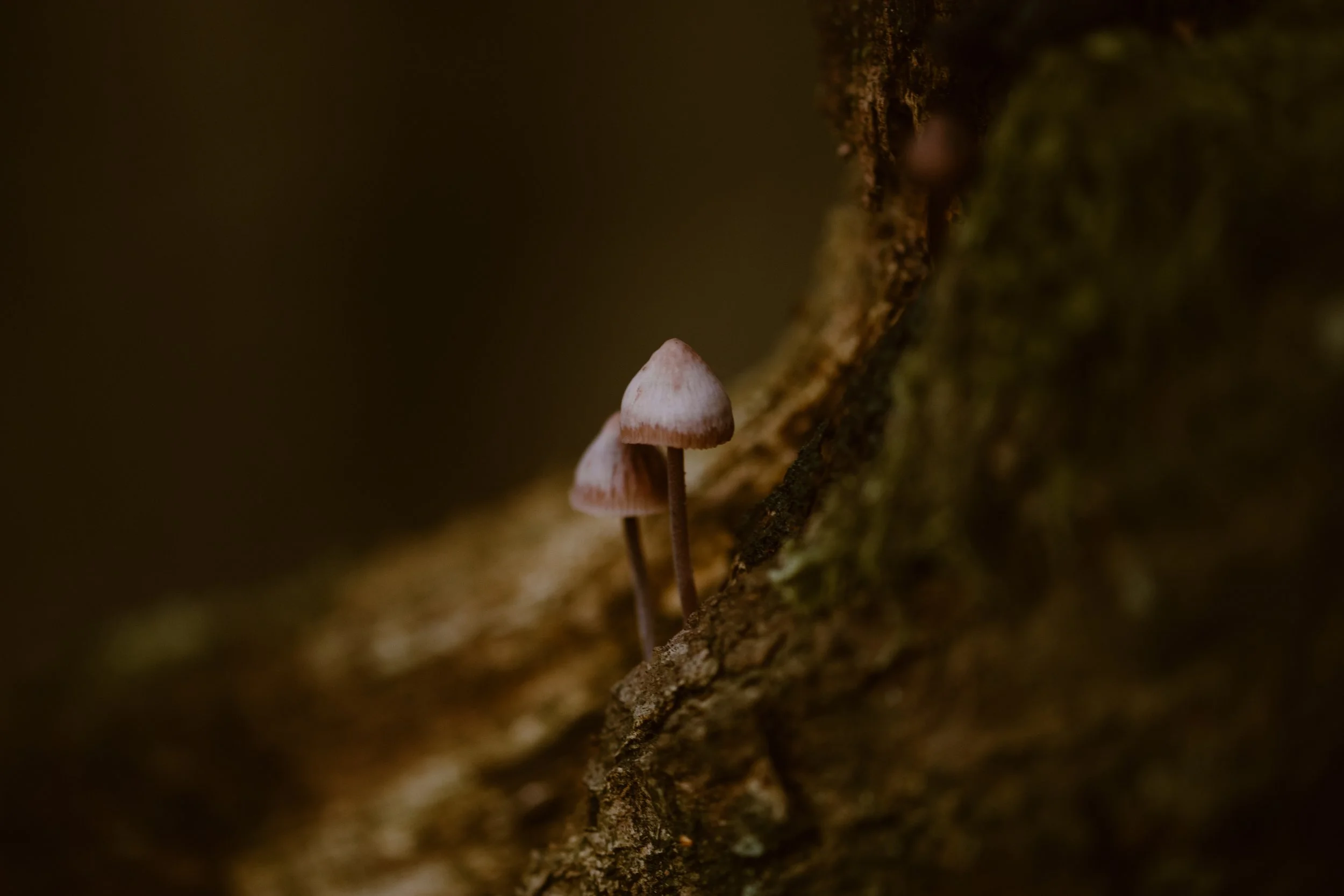 Two small mushrooms growing on a tree trunk.
