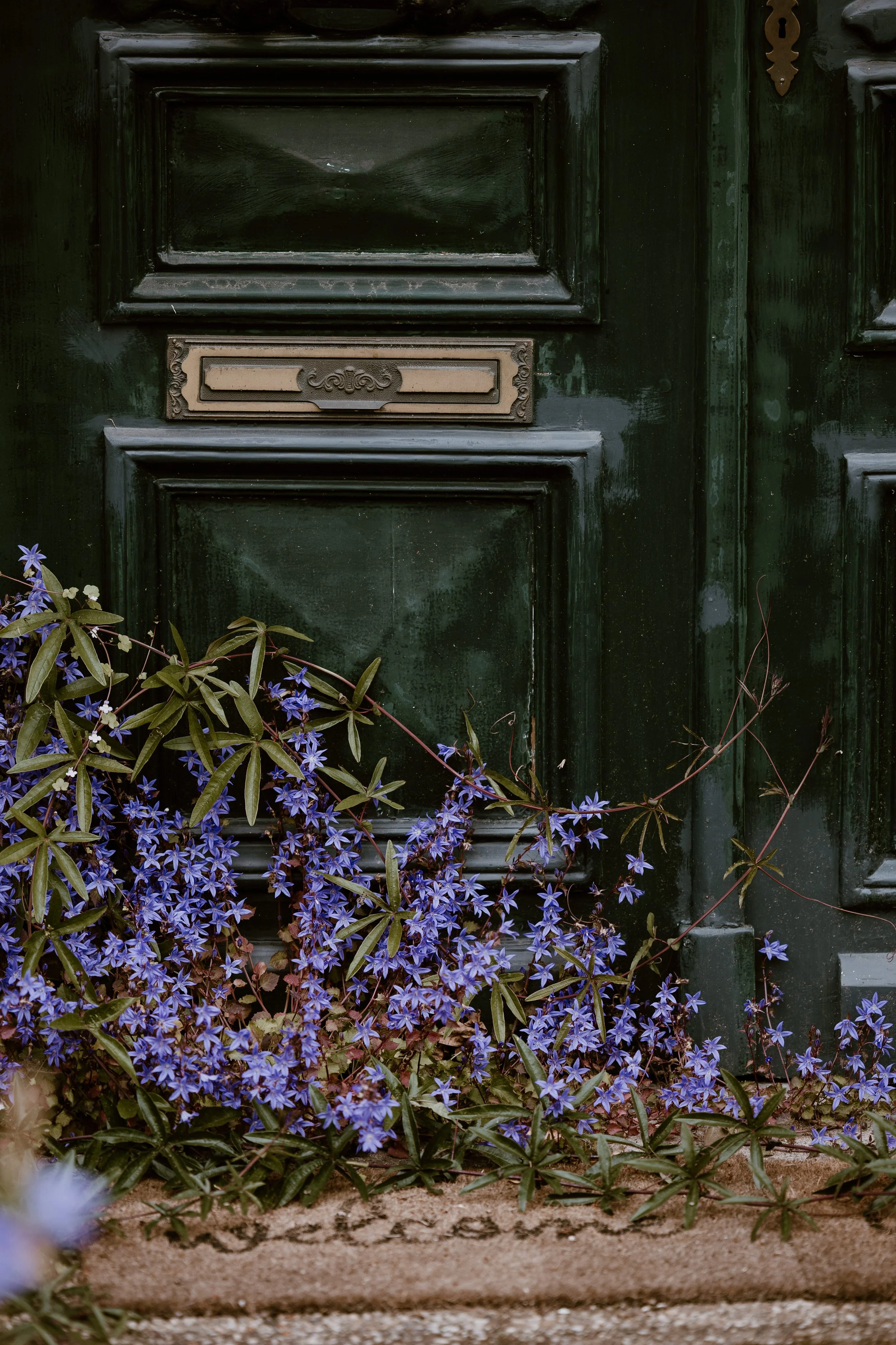 A dark green wooden door with a mail slot and decorative trim, partially covered at the bottom by purple flowers and green leaves growing along the doorstep.