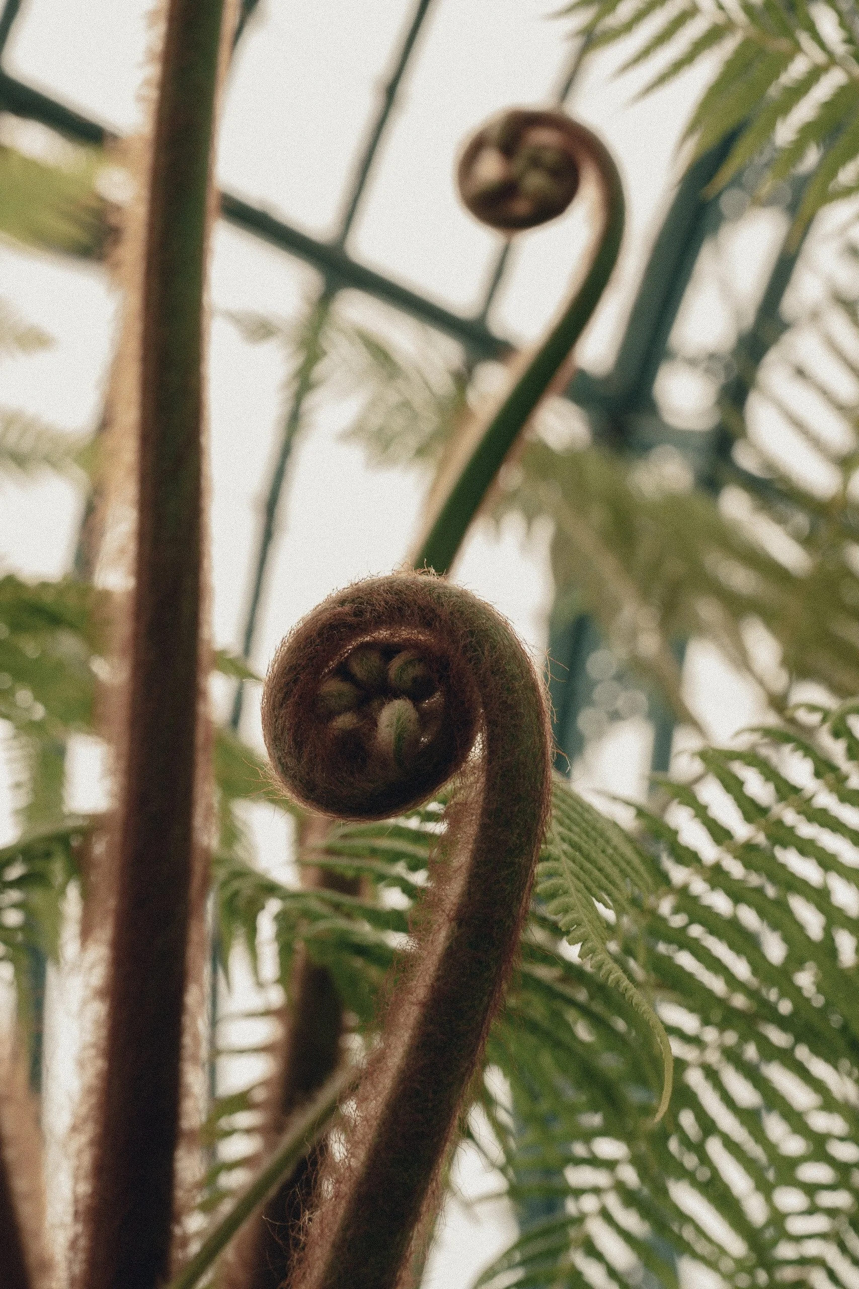 Close-up of a young fern unfurling its frond in a greenhouse with other green fern fronds around.