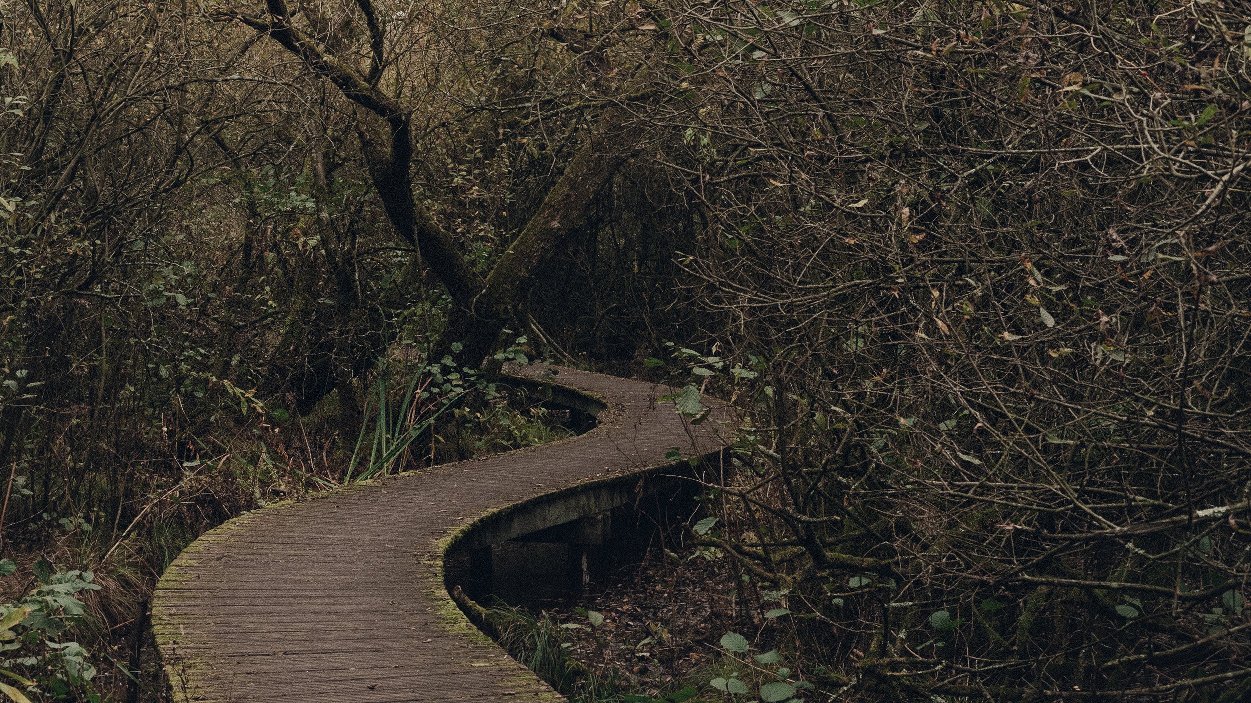 A narrow wooden boardwalk winding through a dense, dark forest with tangled branches and sparse green foliage.