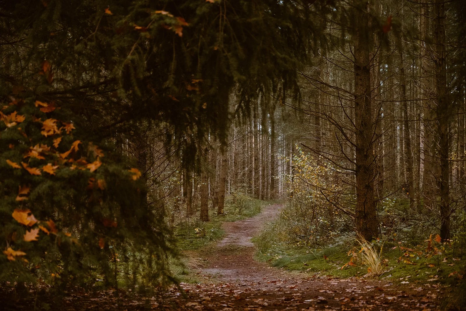 A winding dirt trail in a dense forest with tall trees and scattered leaves, during twilight or early evening.