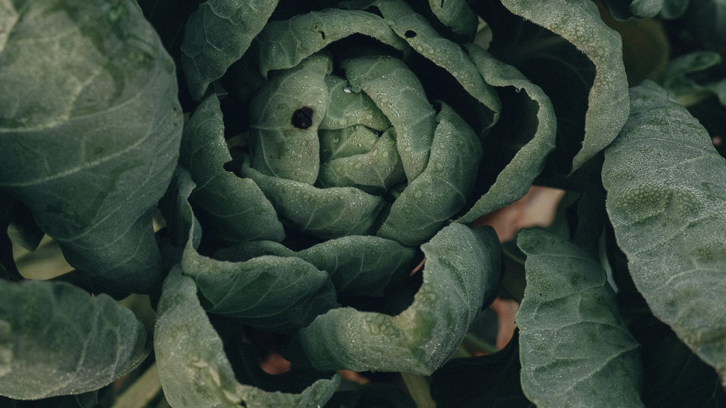 Close-up of a green artichoke with dew drops, surrounded by green leaves.