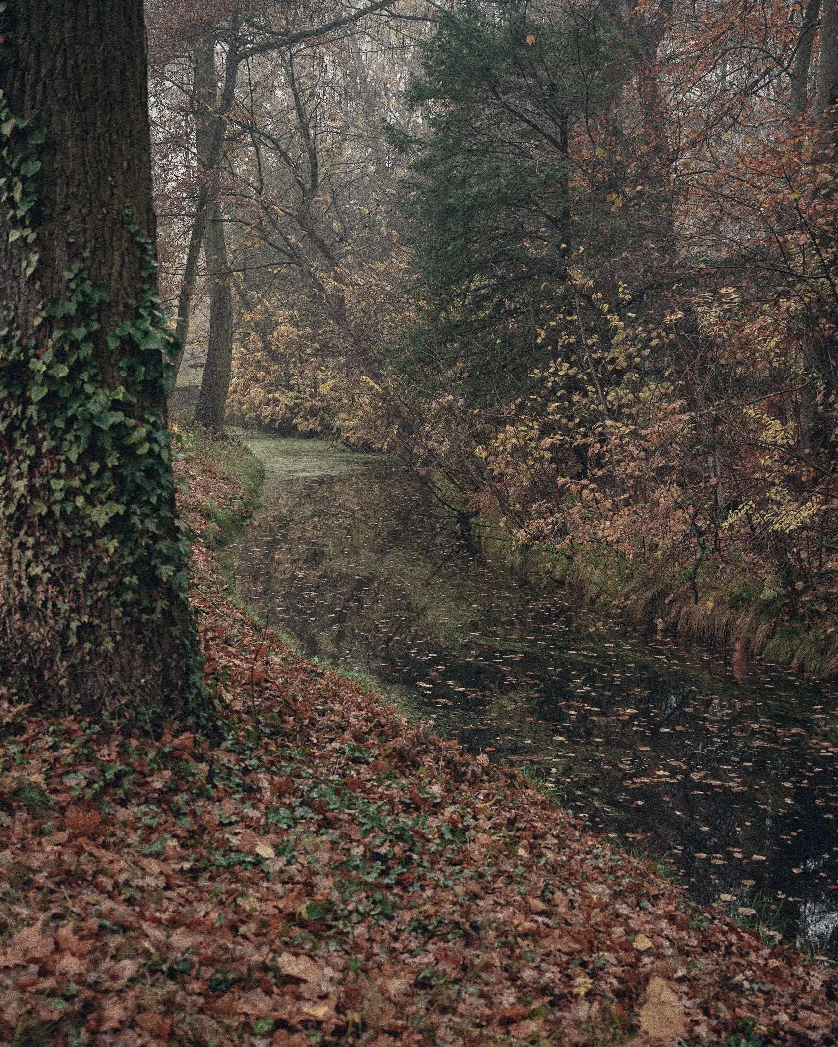 Autumn scene of a narrow, winding river or creek surrounded by trees with falling leaves and a misty atmosphere.