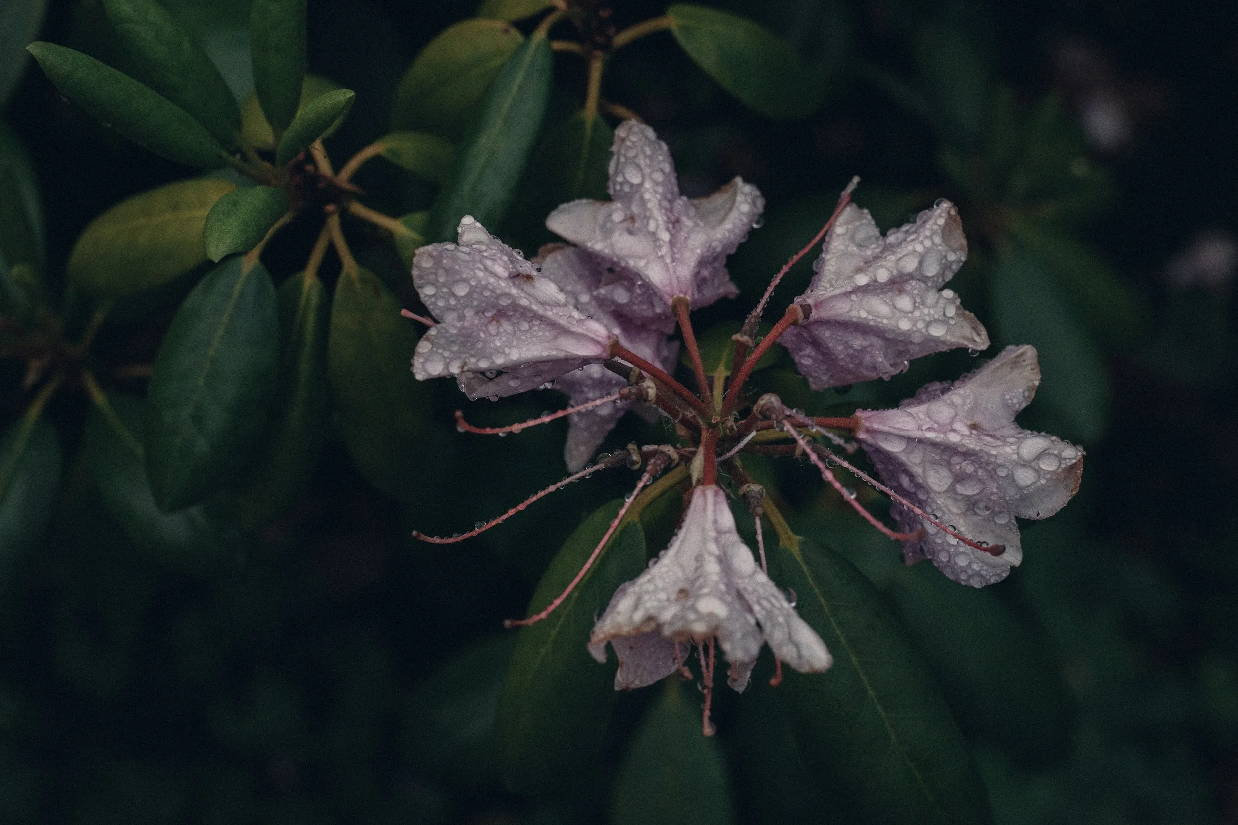 Purple flowers with dew droplets on petals and green leaves in the background