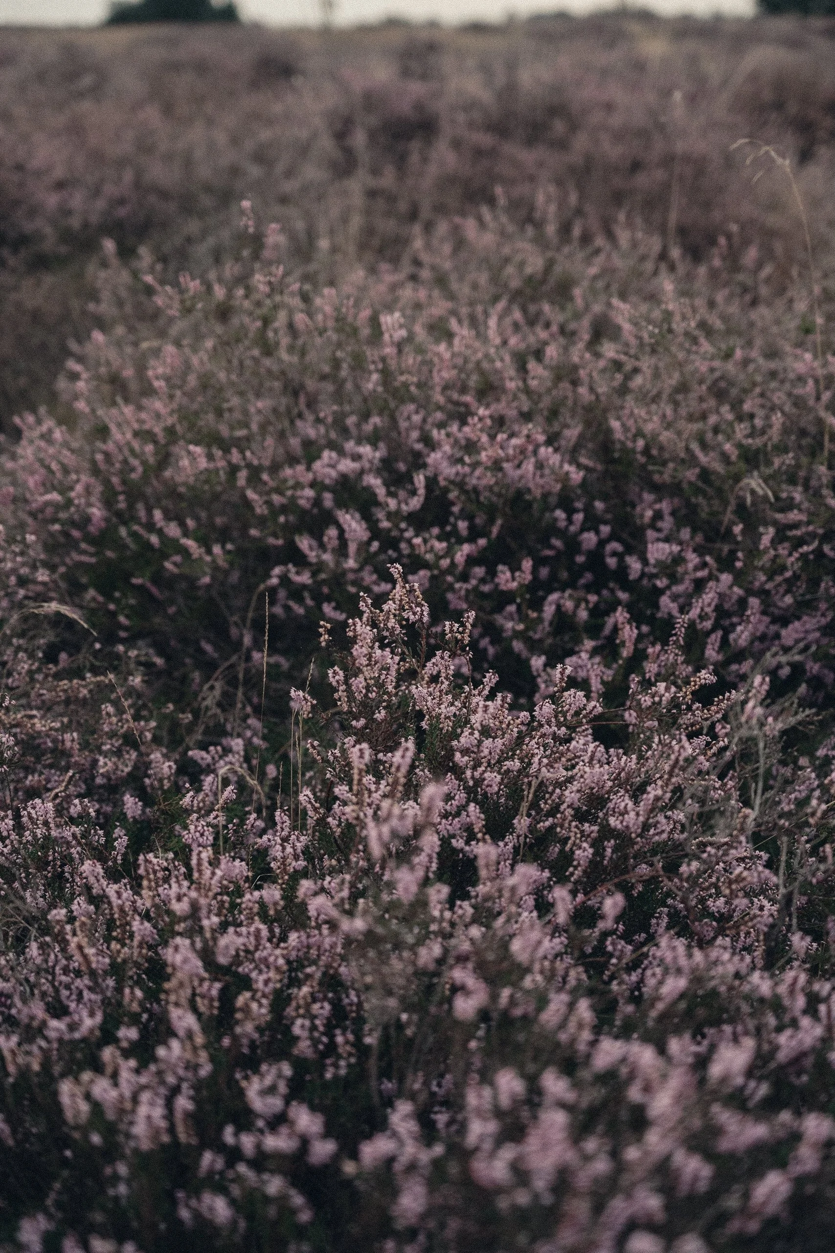 A field of pink and purple wildflowers under a cloudy sky.