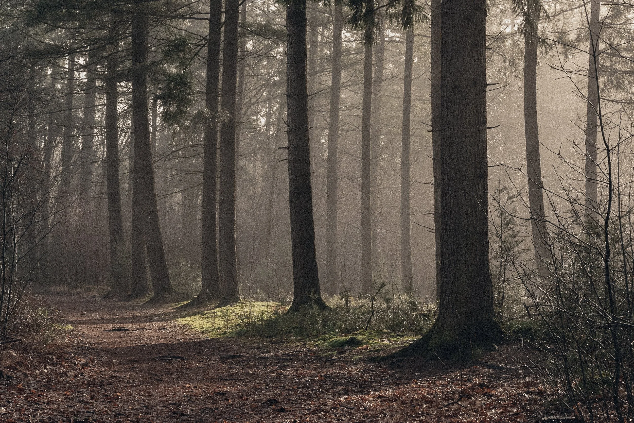 A forest trail with tall trees, sunlight filtering through the branches, and a dirt path covered with leaves and moss.