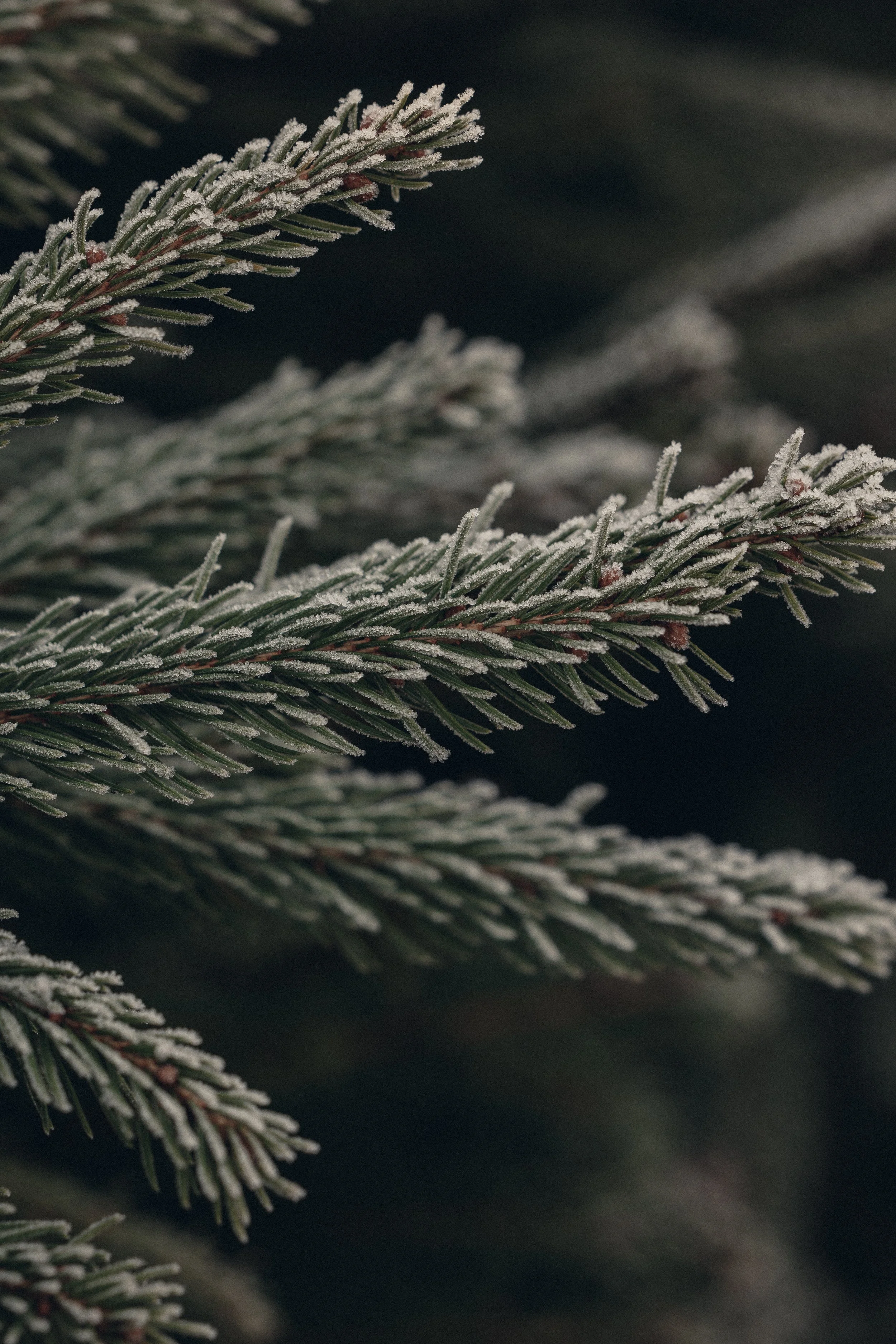 Close-up of snow-dusted pine tree branches.