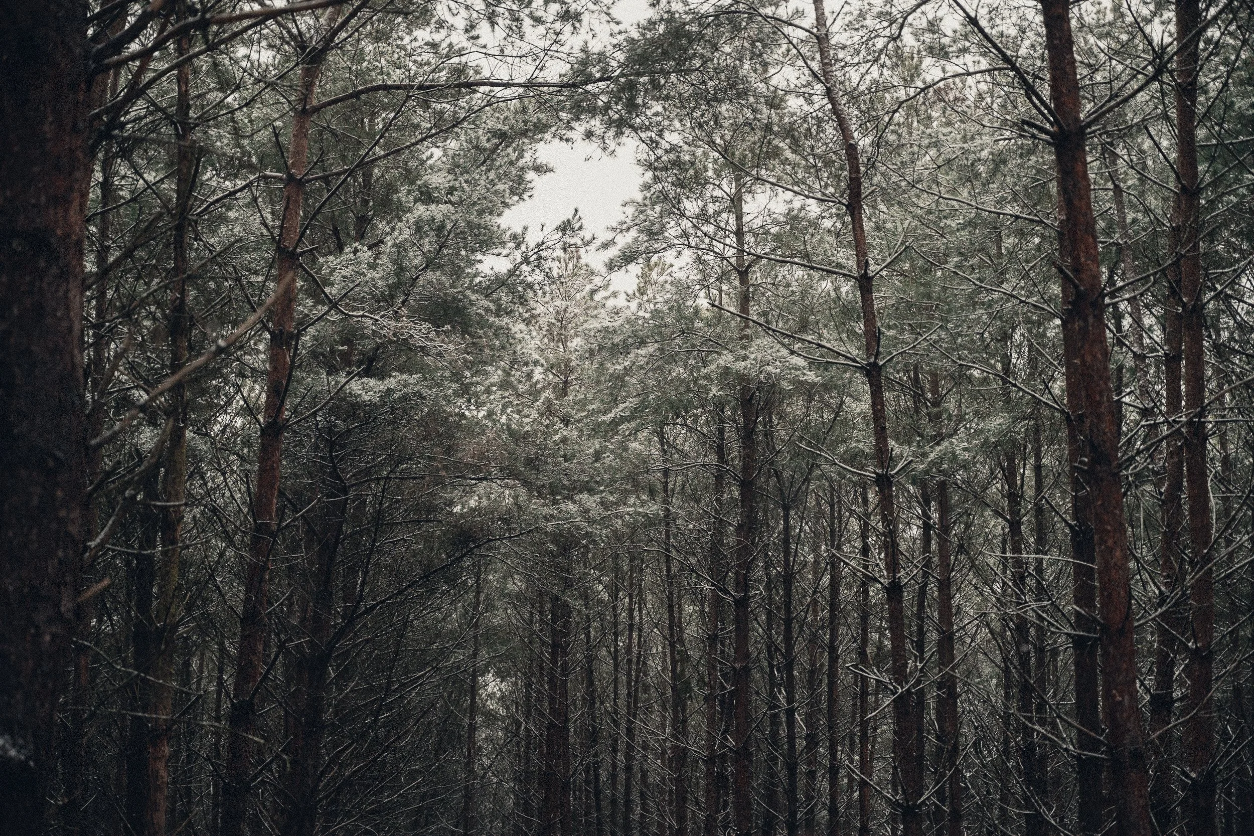 A winter forest scene with tall pine trees covered in snow, the sky visible through the branches.