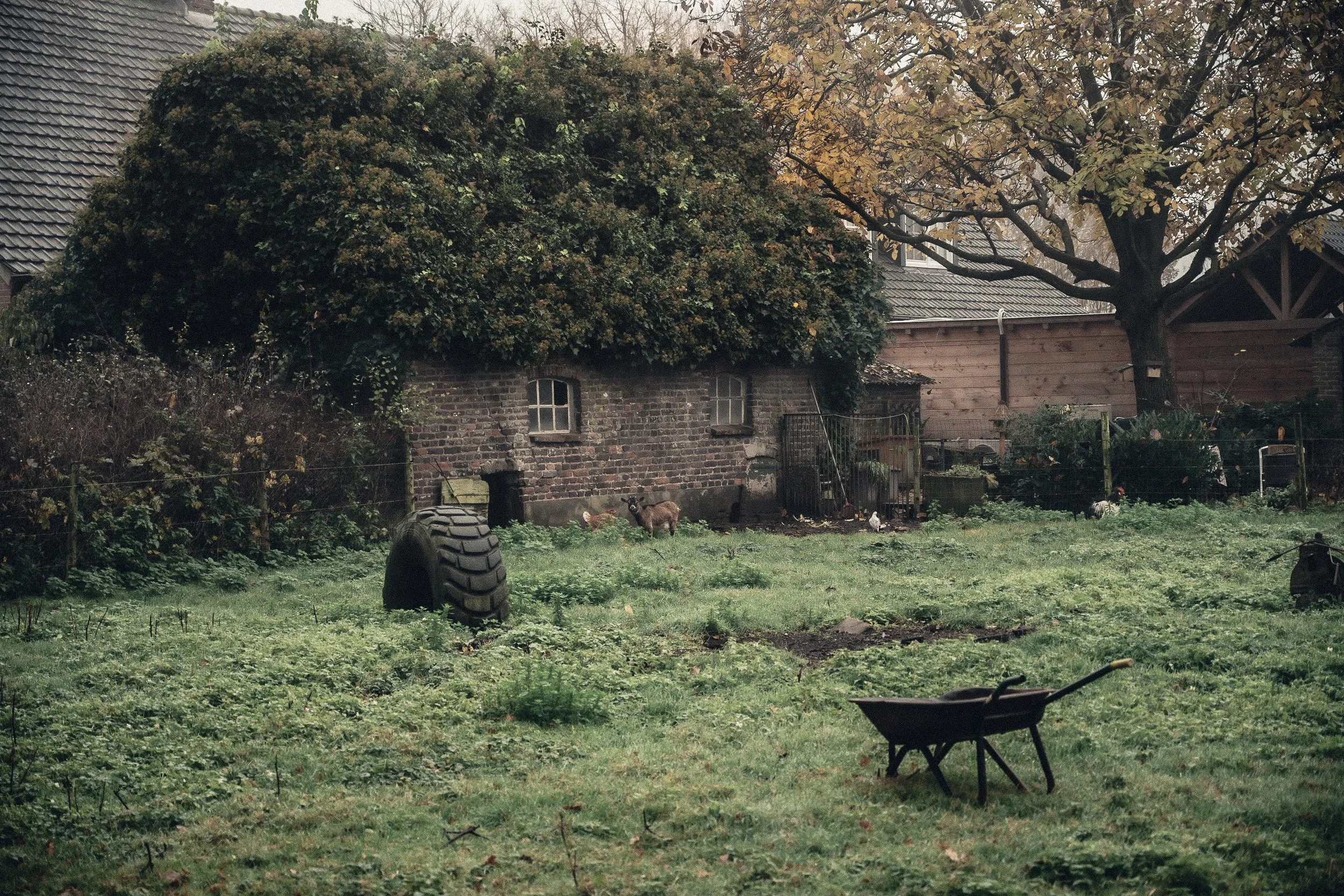 A backyard scene with a grassy area, a brick shed covered with bushy green foliage, a large leafless tree, a black wheelbarrow, a tire, a small dog, chickens, and farming tools surrounded by a wooden fence.