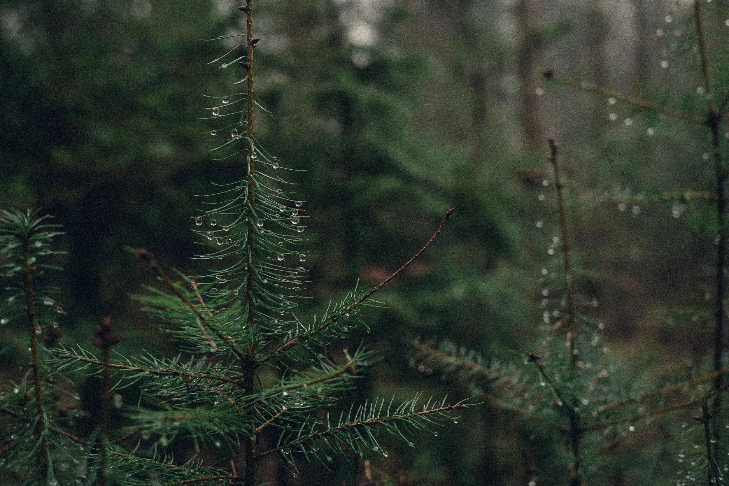 Close-up of green pine tree branches with raindrops on the needles, in a misty forest.