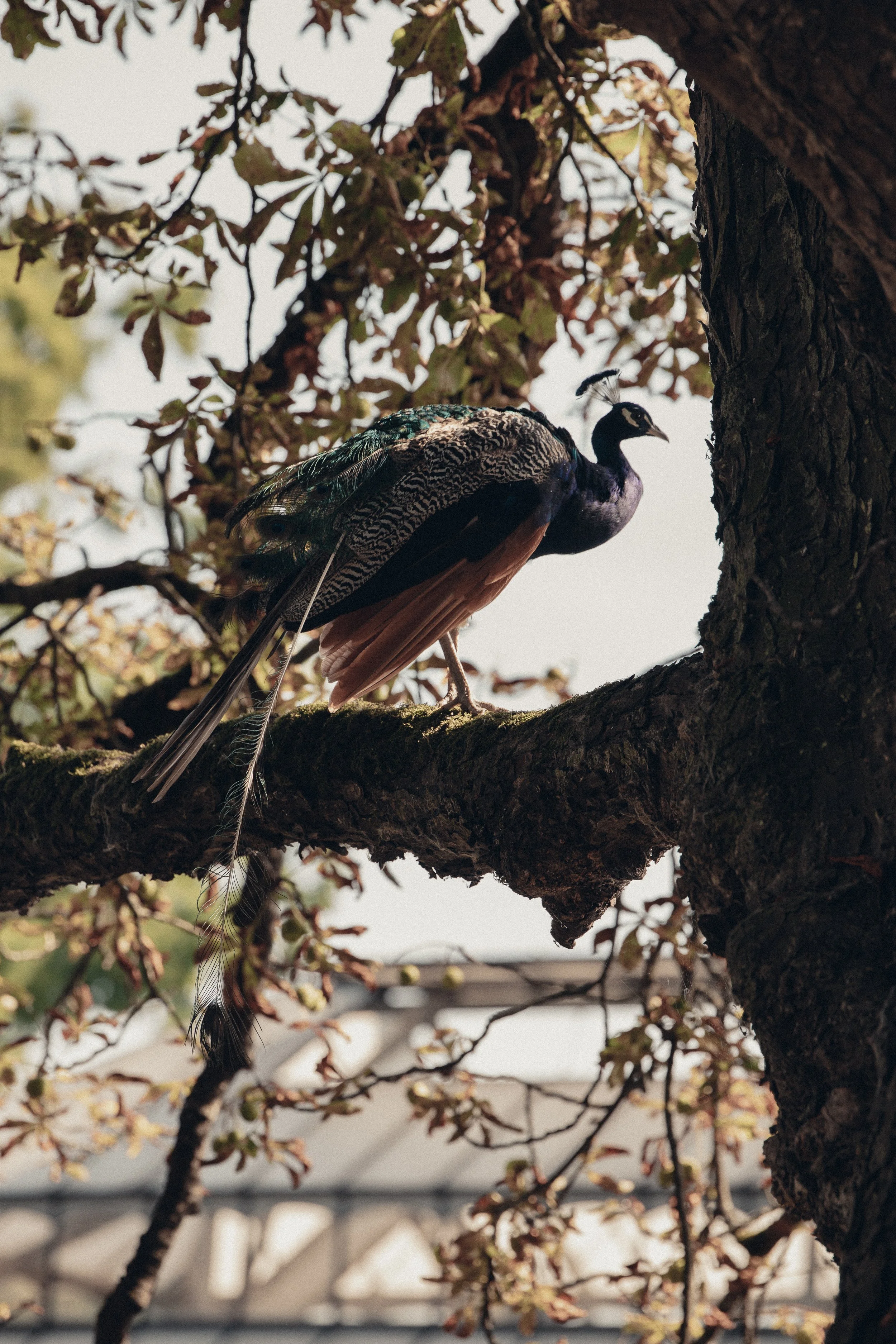 A peacock perched on a tree branch with leaves and blurry background.