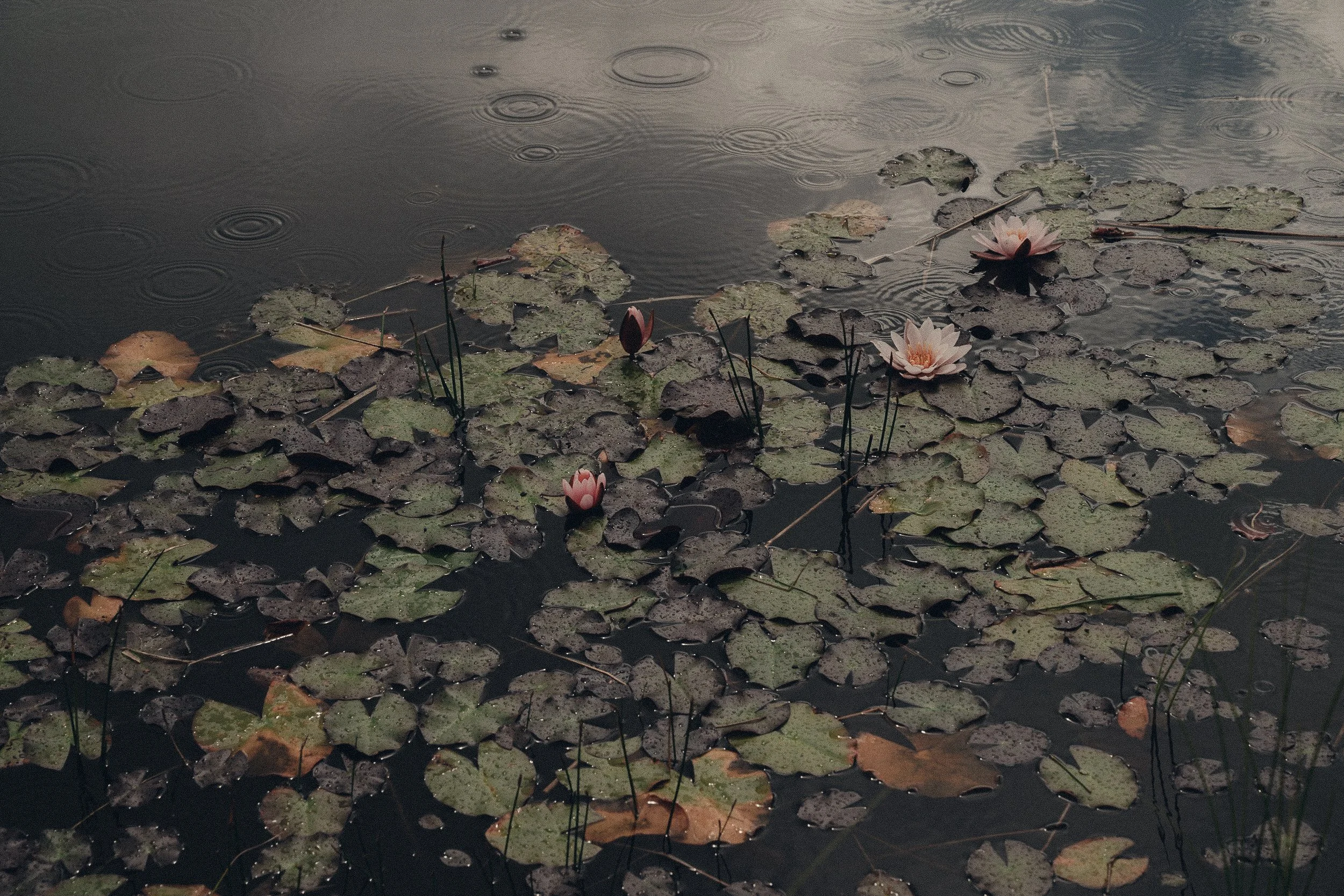 Lily pads floating on calm water with soft reflections of light.