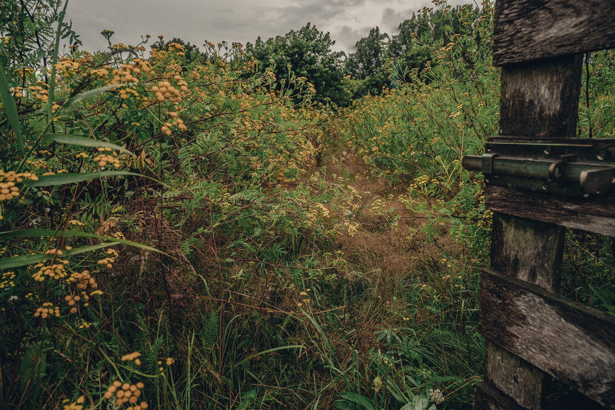 Overgrown pathway with wild plants and yellow flowers, and part of a weathered wooden fence on the right side.