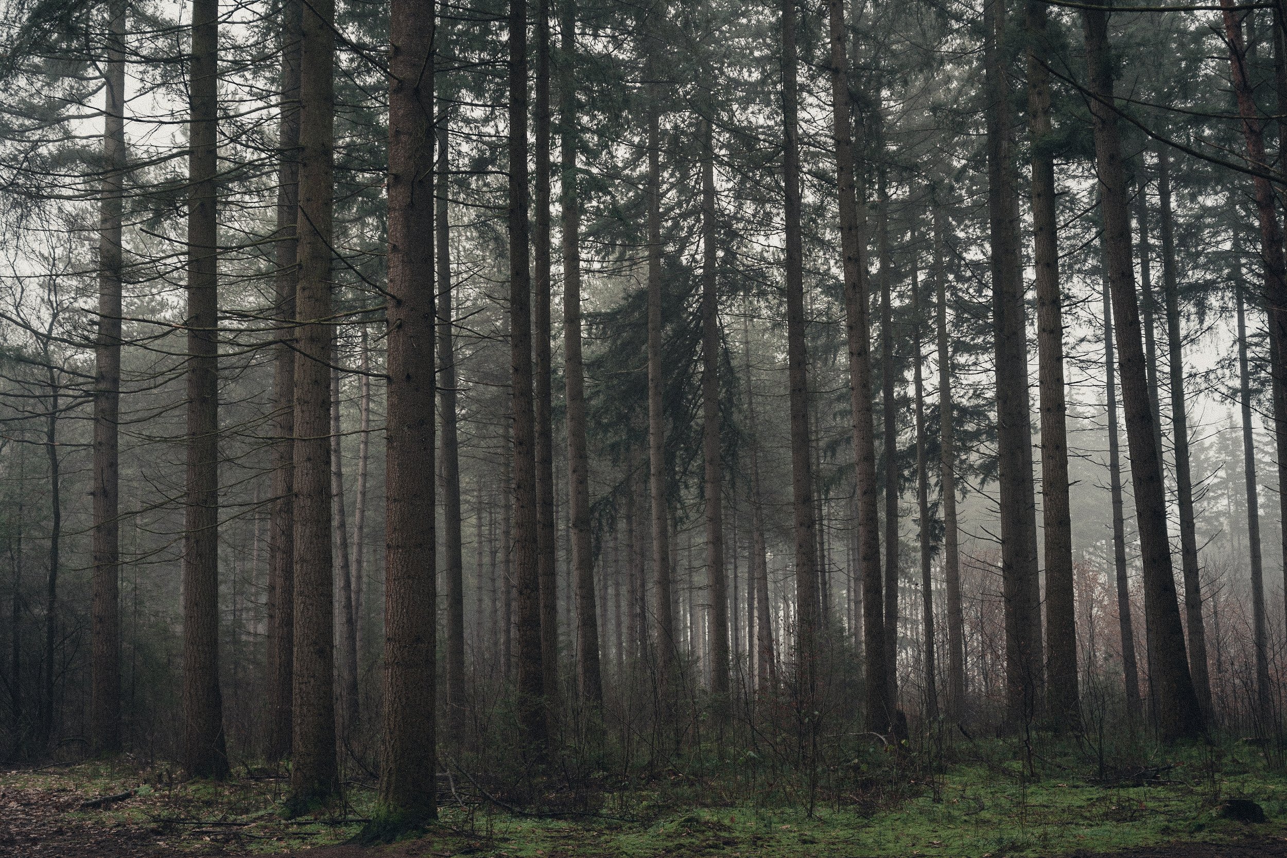 A foggy forest scene with tall trees and dense underbrush.