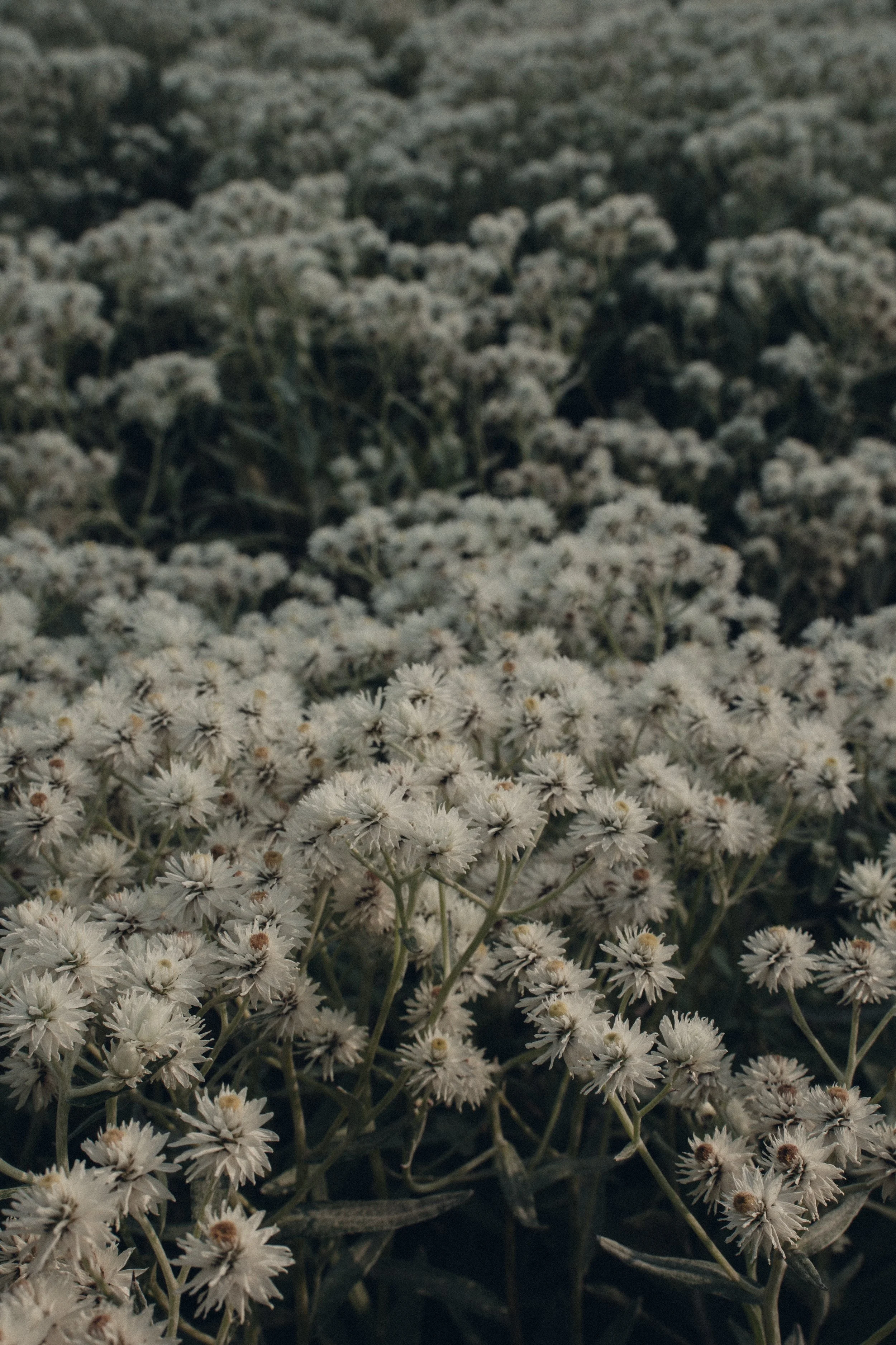 Close-up of small white wildflowers in a dense field.