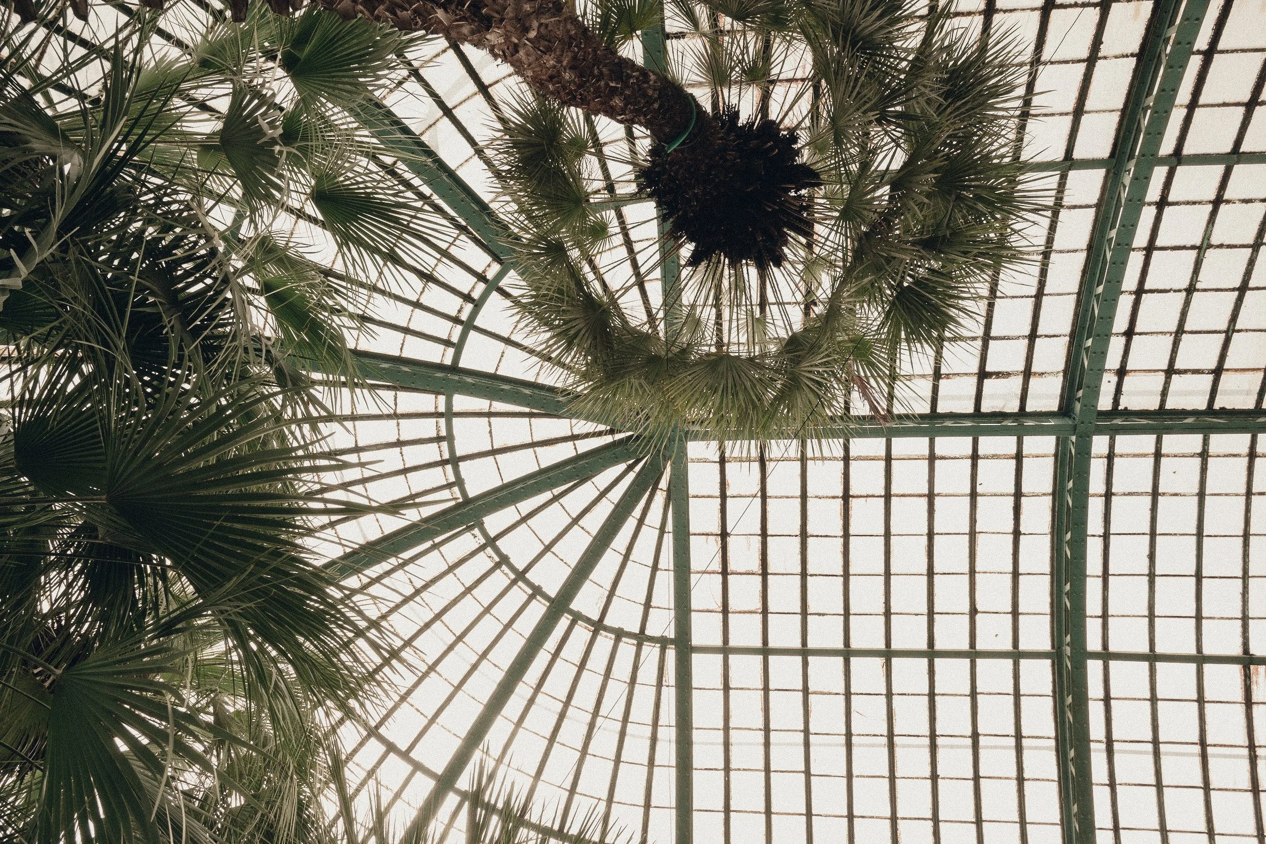 Looking up at a large glass ceiling with a metal grid structure, with palm trees and a chandelier hanging from the ceiling inside a greenhouse or conservatory.