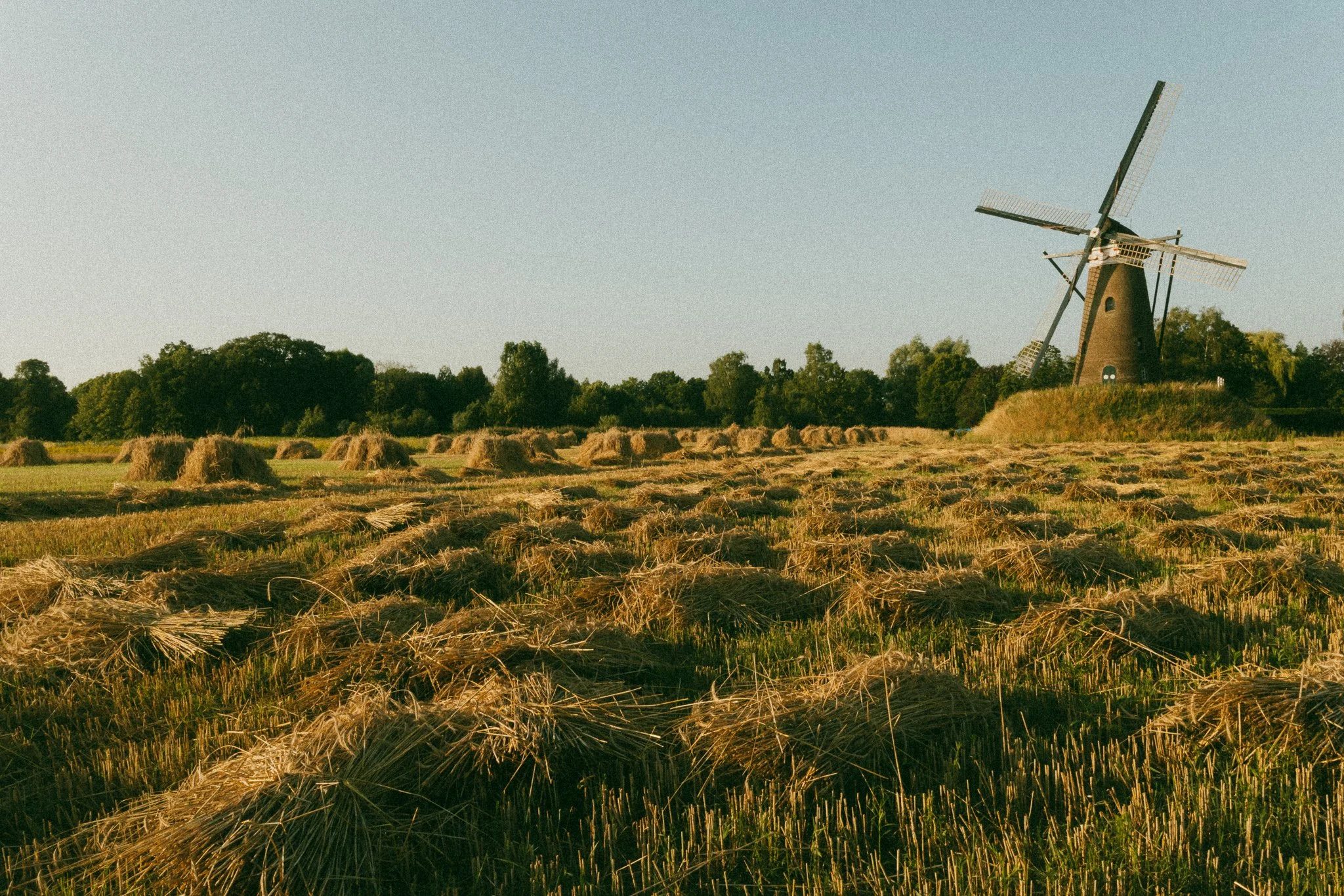 A wide field of cut rye lying in rows across the frame, with stooks along the treeline and a windmill on the right.