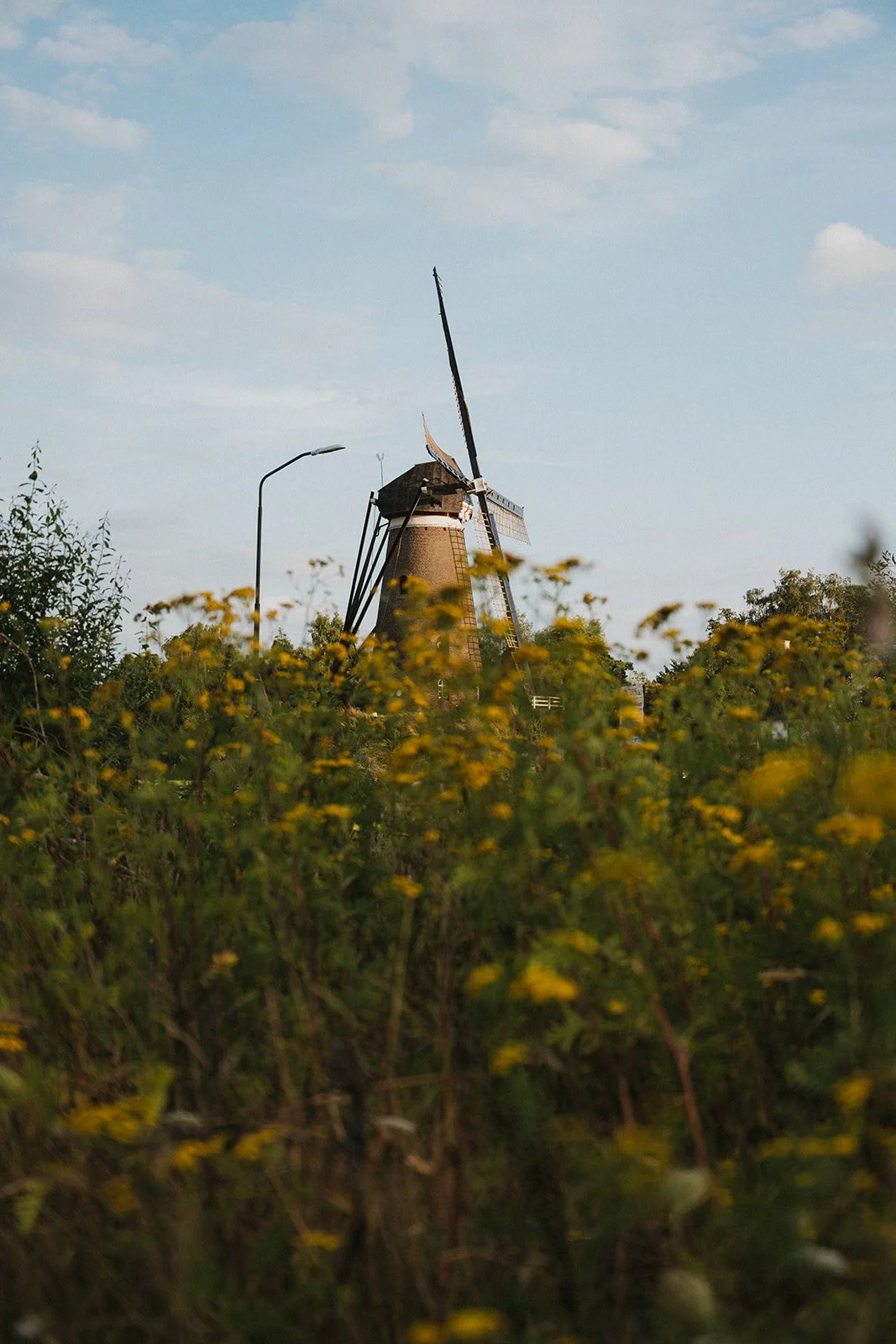 A traditional windmill standing among yellow flowering plants during daytime with partly cloudy sky.