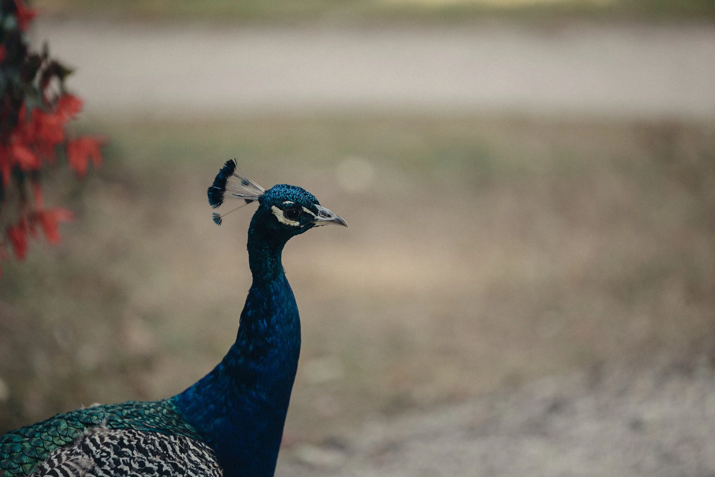 Close-up of a peacock with iridescent blue and green feathers, standing on the ground with a blurred background.