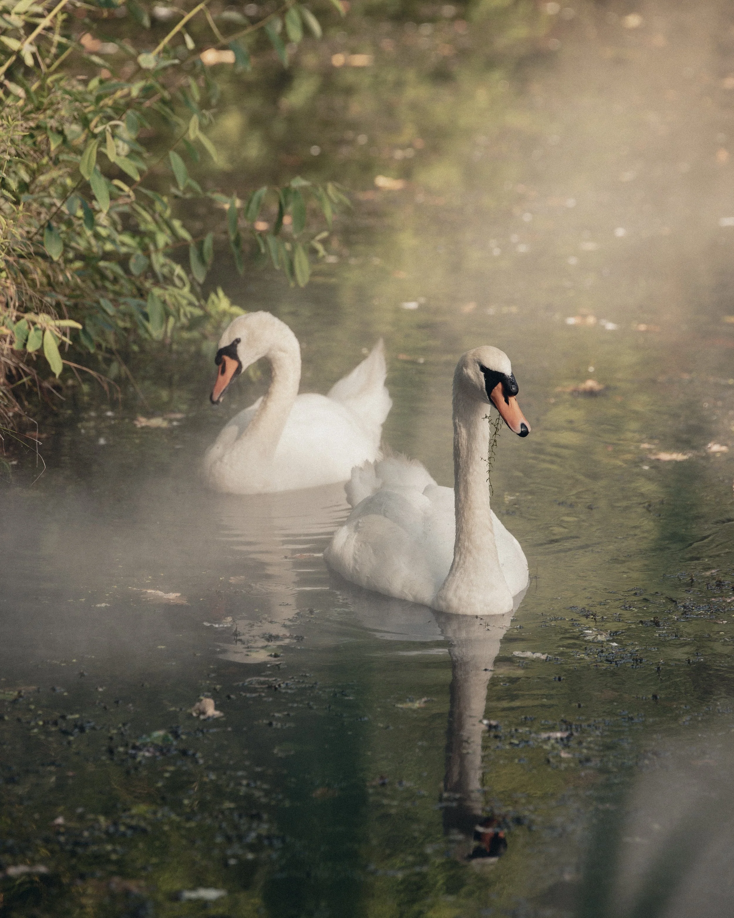 Two white swans swimming in a calm body of water surrounded by greenery and mist.