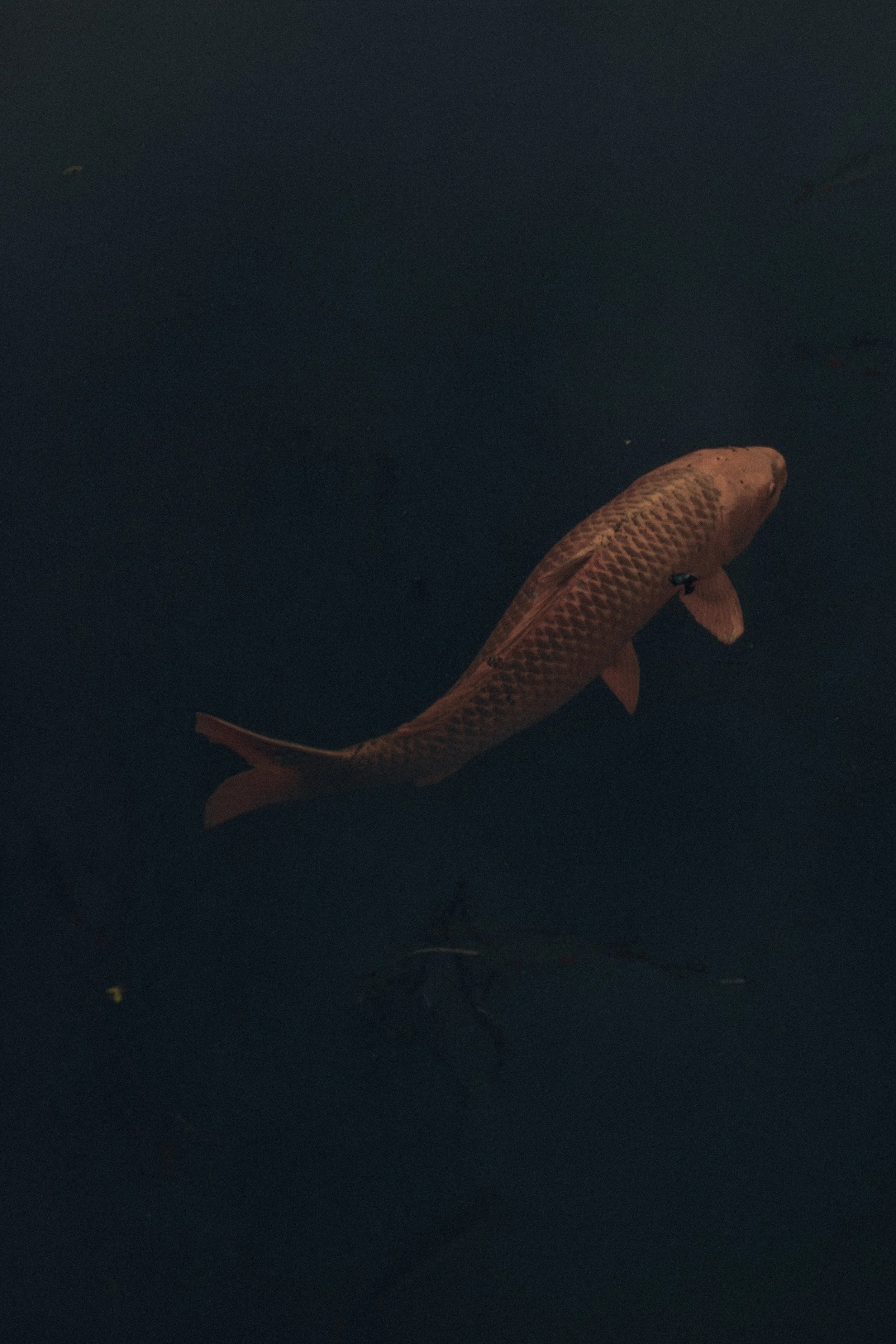 A fish swimming in dark water.