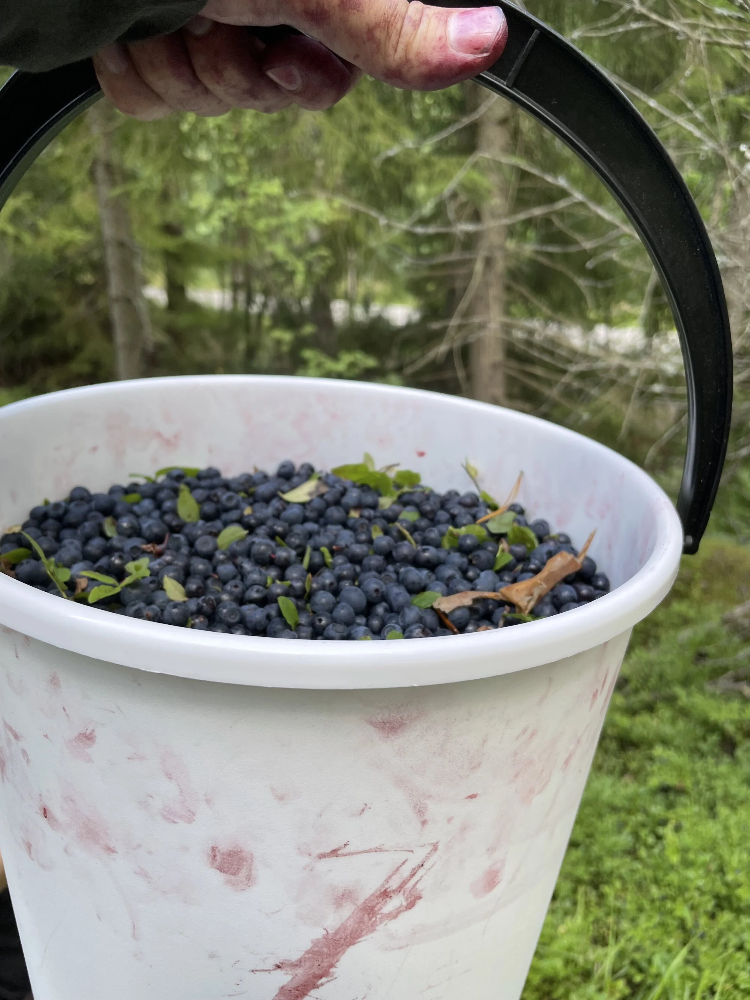 Sipoonkorpi Berry Picking Half-Day