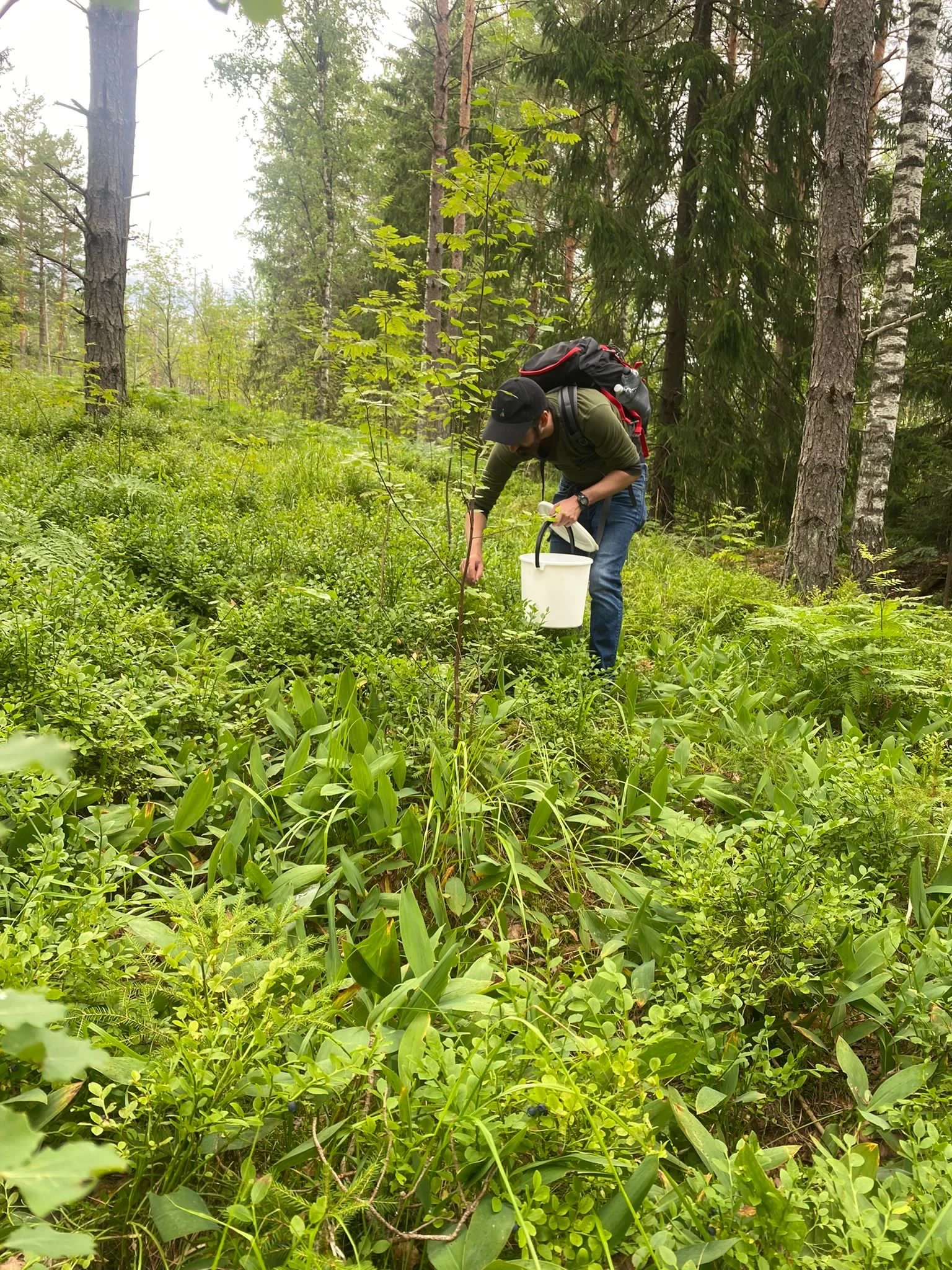 A person in a green shirt and jeans is bending down in a lush green forest, wearing a black cap, a backpack, and holding a small white bucket, possibly collecting a plant or sample from the forest floor.