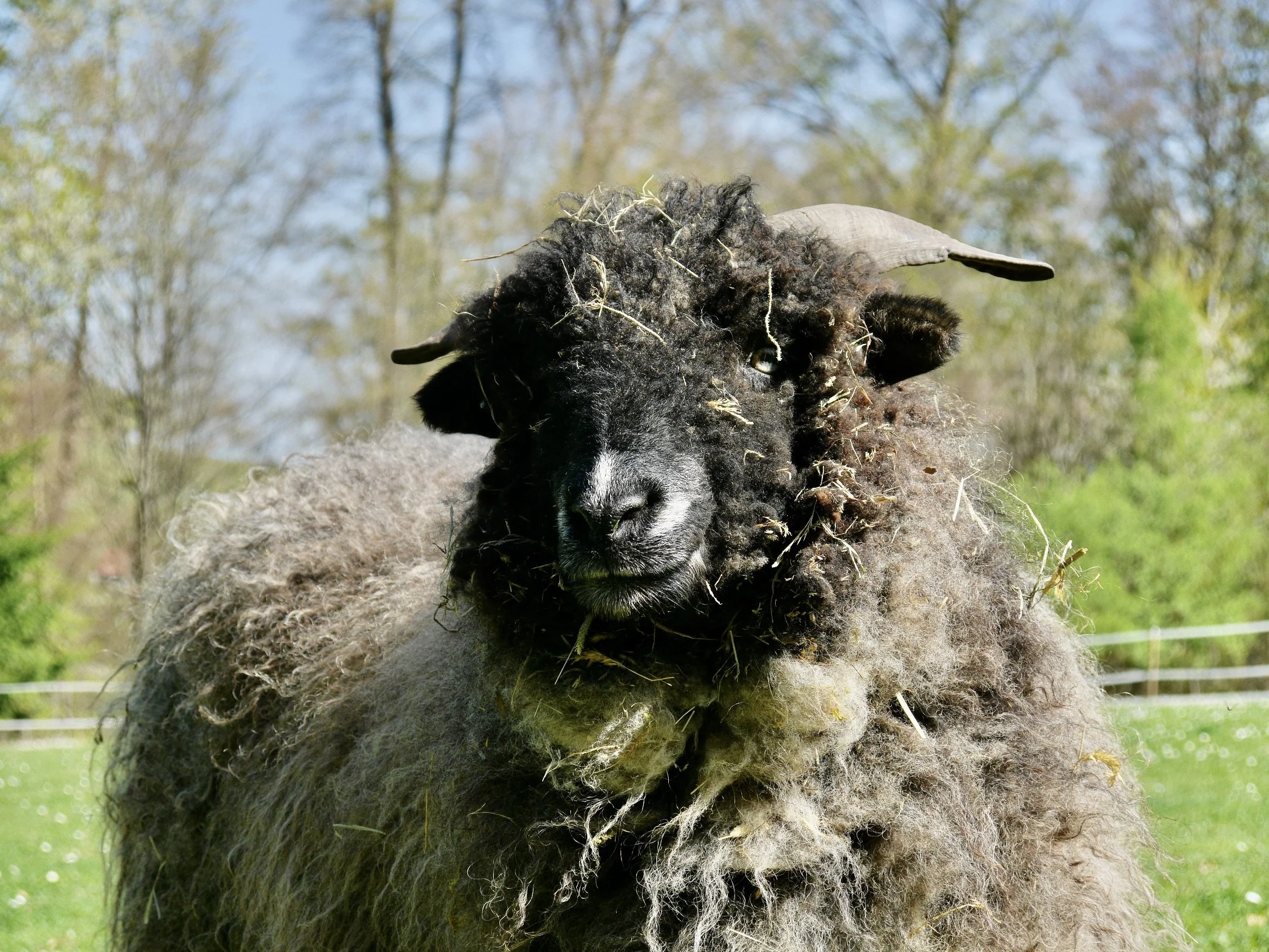 Ein schwarzer Schal horse mit Locken und einem grauen Hut, der in der Natur steht.