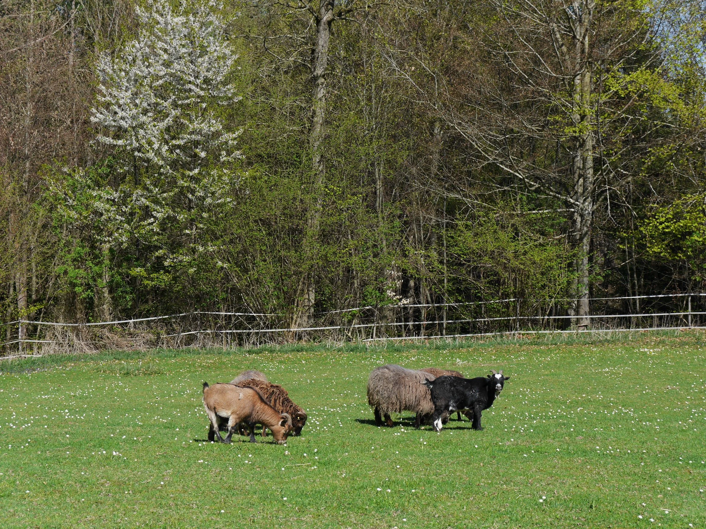Tierpatenschaften