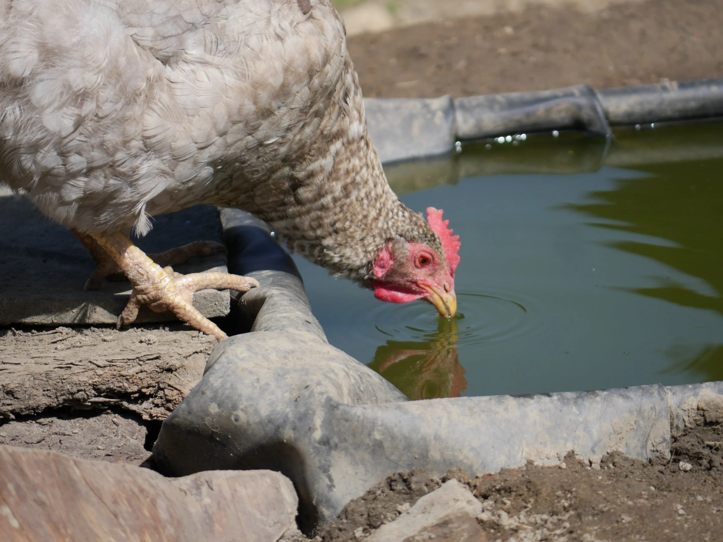Eine Ente trinkt Wasser aus einem Teich, umgeben von Steinen und Erde.