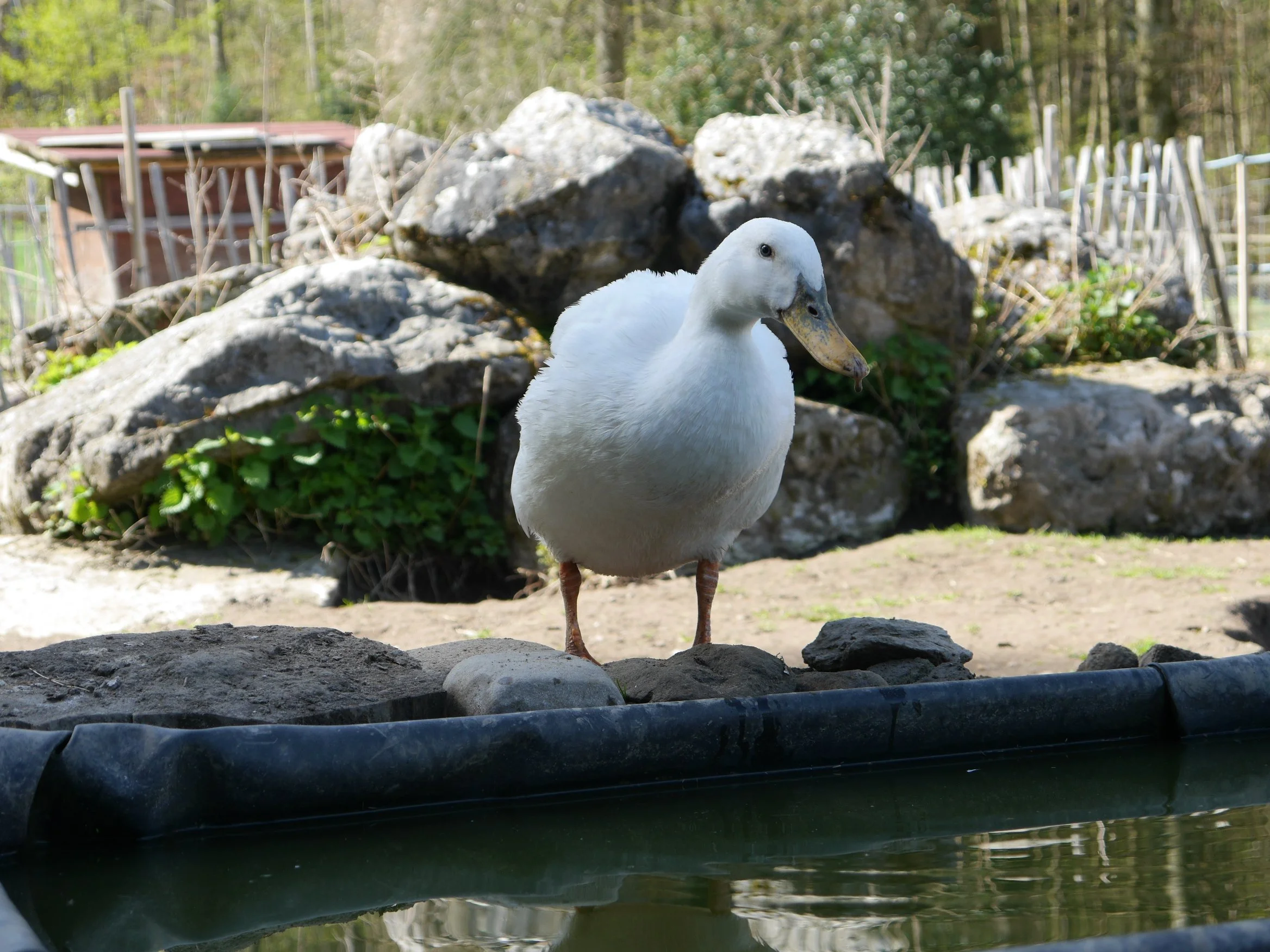 Ein weißer Schwan steht zwischen großen Steinen vor einer Wasserpfütze in einer natürlichen Umgebung mit Bäumen und Gewächsen im Hintergrund.