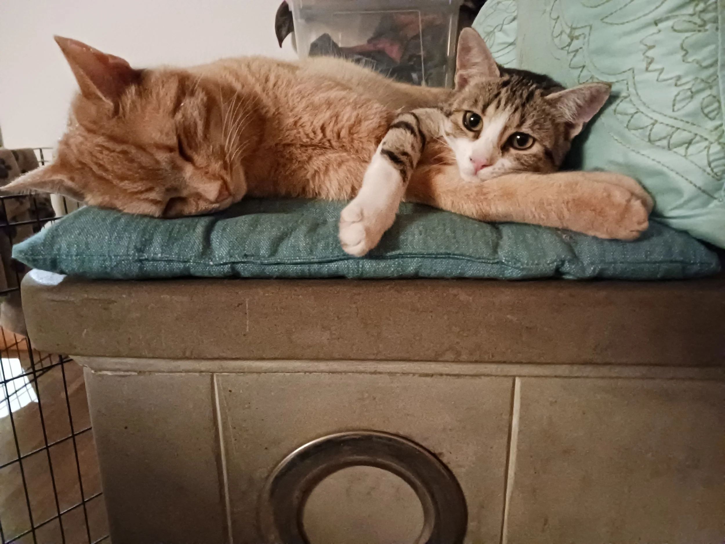 Das Rudel von Claudia und Marc