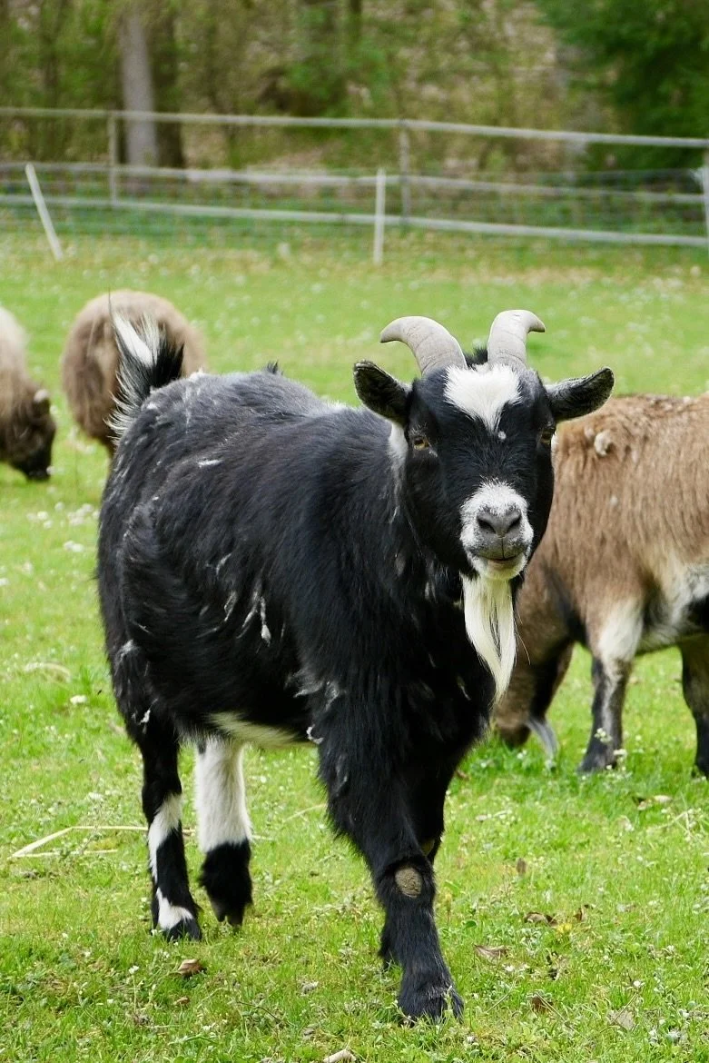 Schafe und Ziegen
