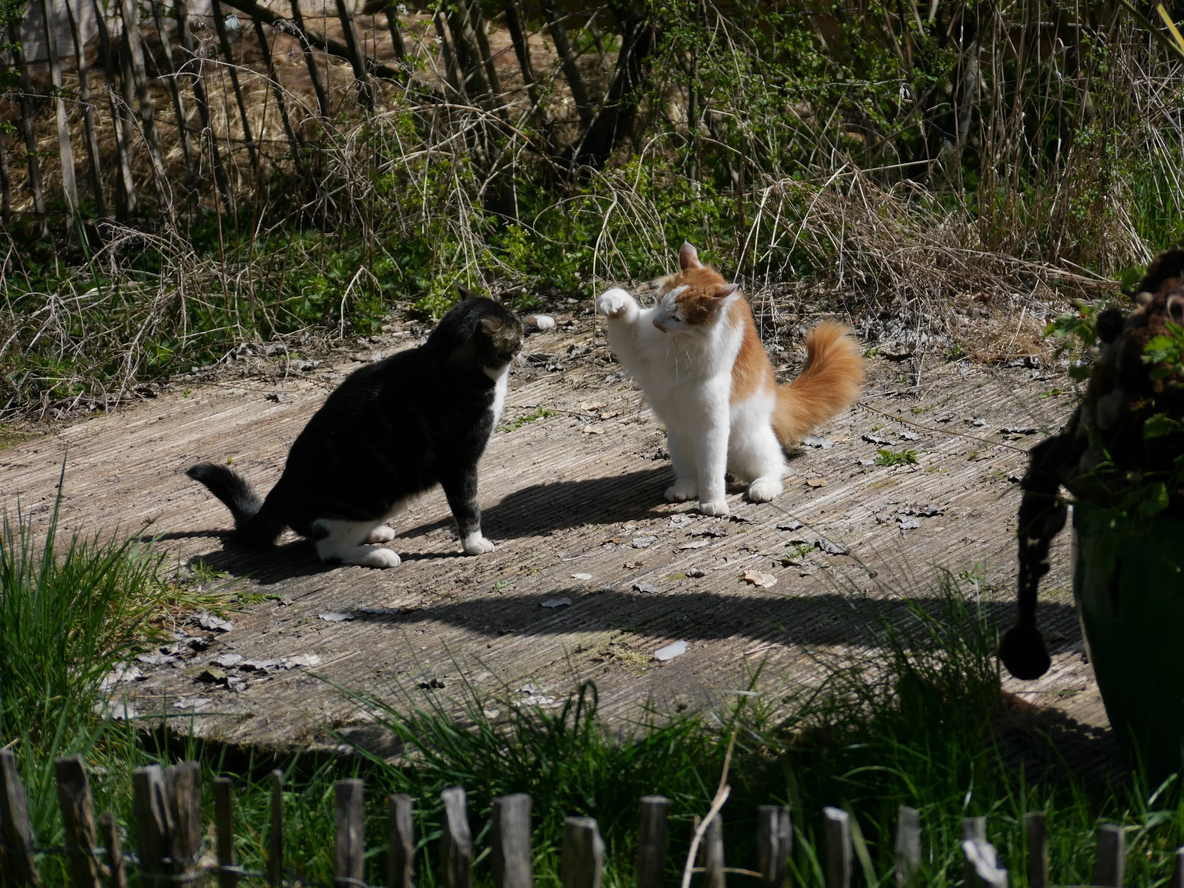 Lisas Katzentruppe