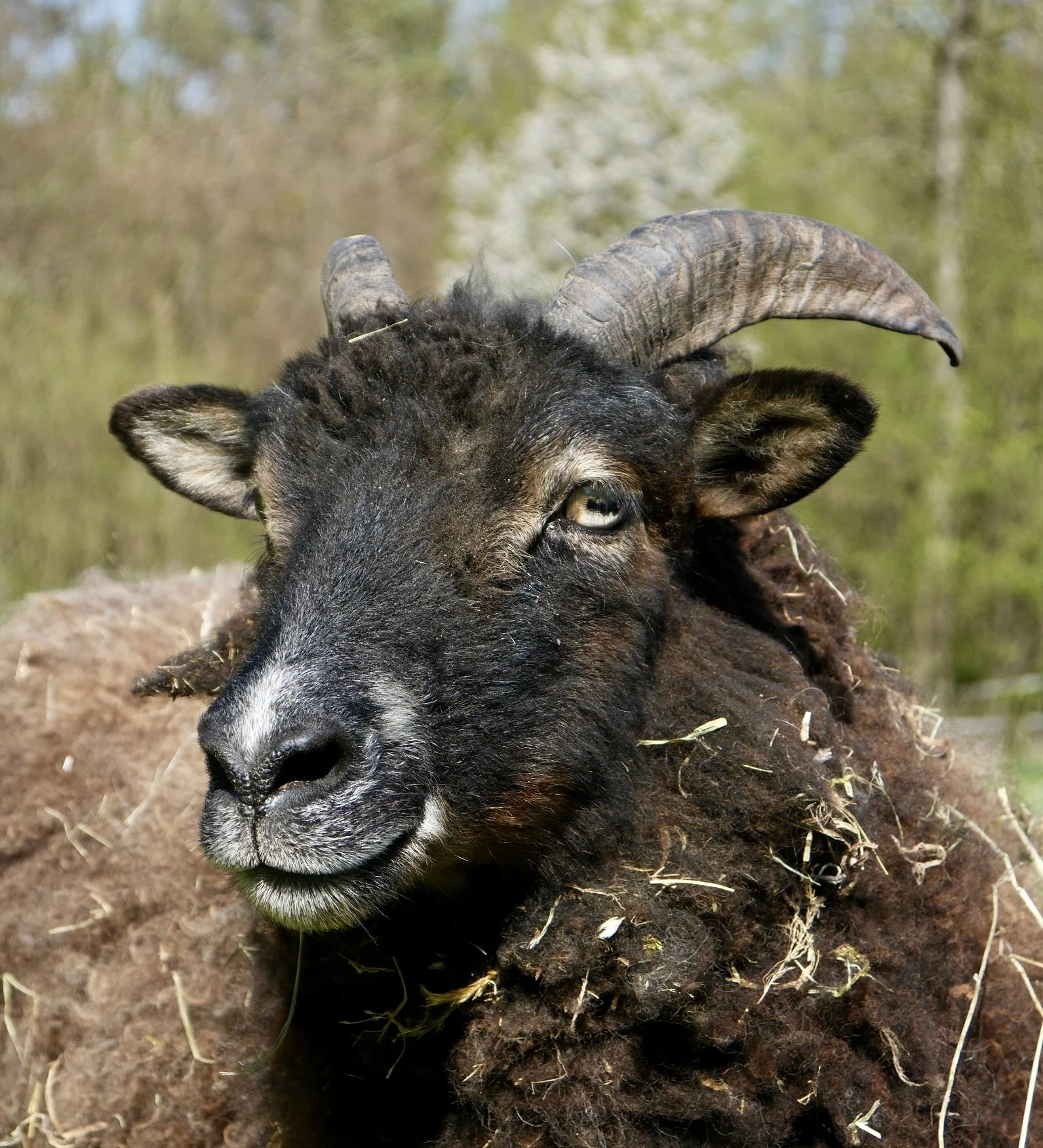 Ein schwarzes Tier mit großen, gekrümmten Hörnern liegt im Boden, umgeben von Erde und Pflanzenreste, im Hintergrund ein unscharfer grüner Wald.