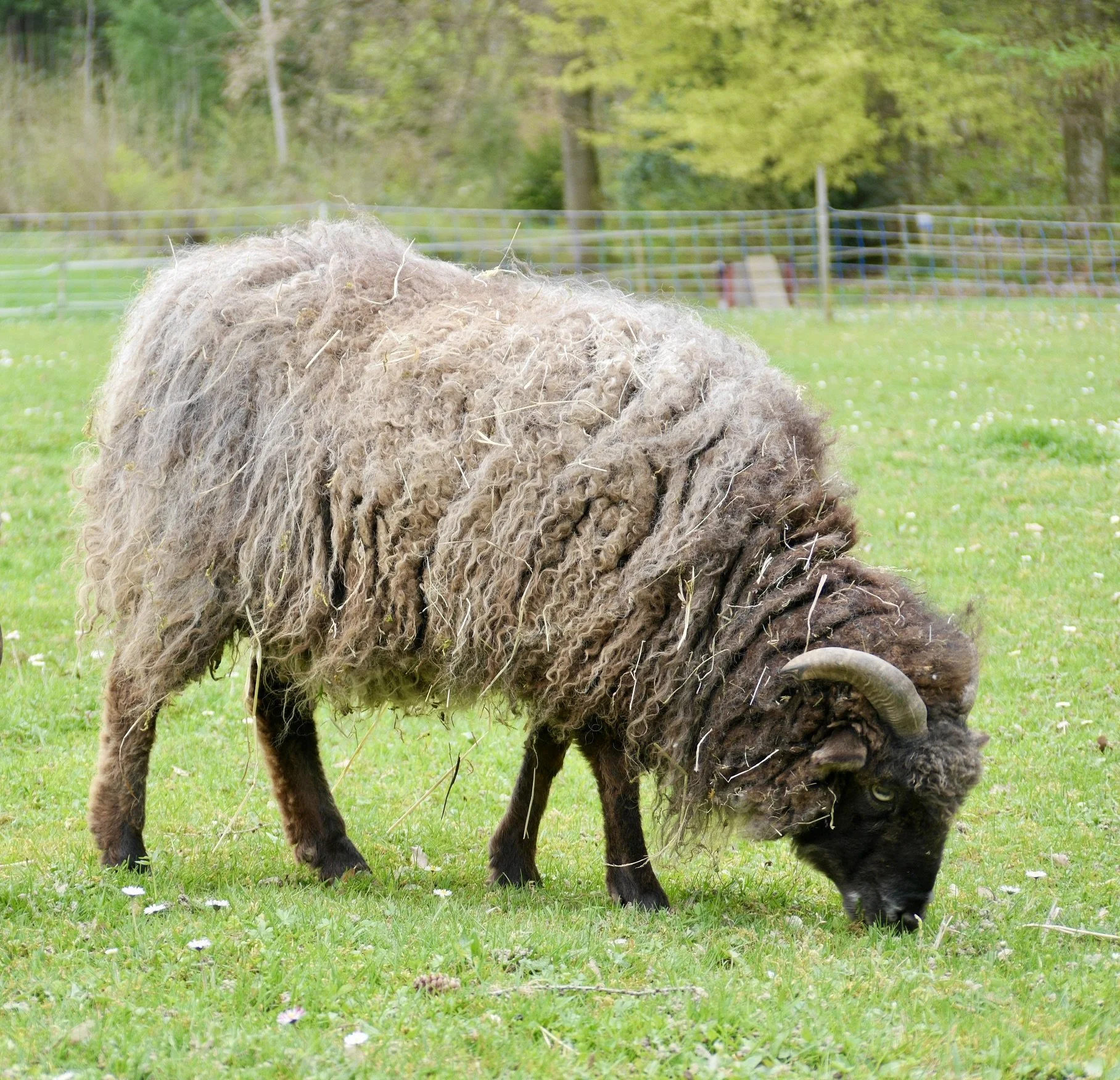 Ein Schaf mit lockigem, grauen Fell, das auf einer grünen Wiese grast, im Hintergrund Bäume und ein Zaun.