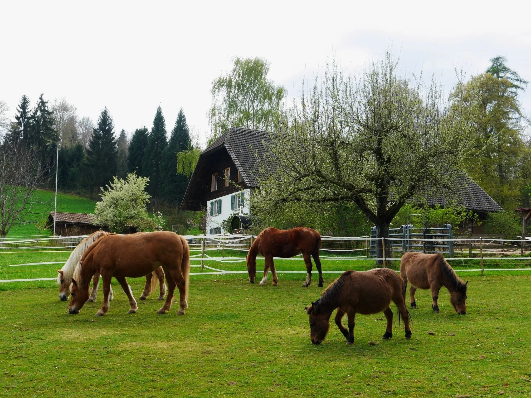 Pferde und Maultiere