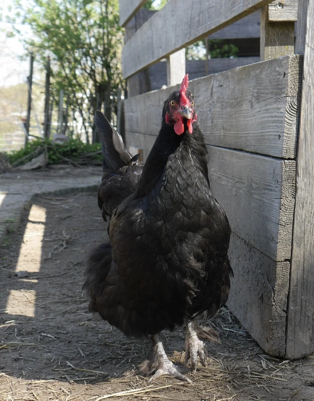 Schwarzfarbige Henne vor Holzzaun im Freien.