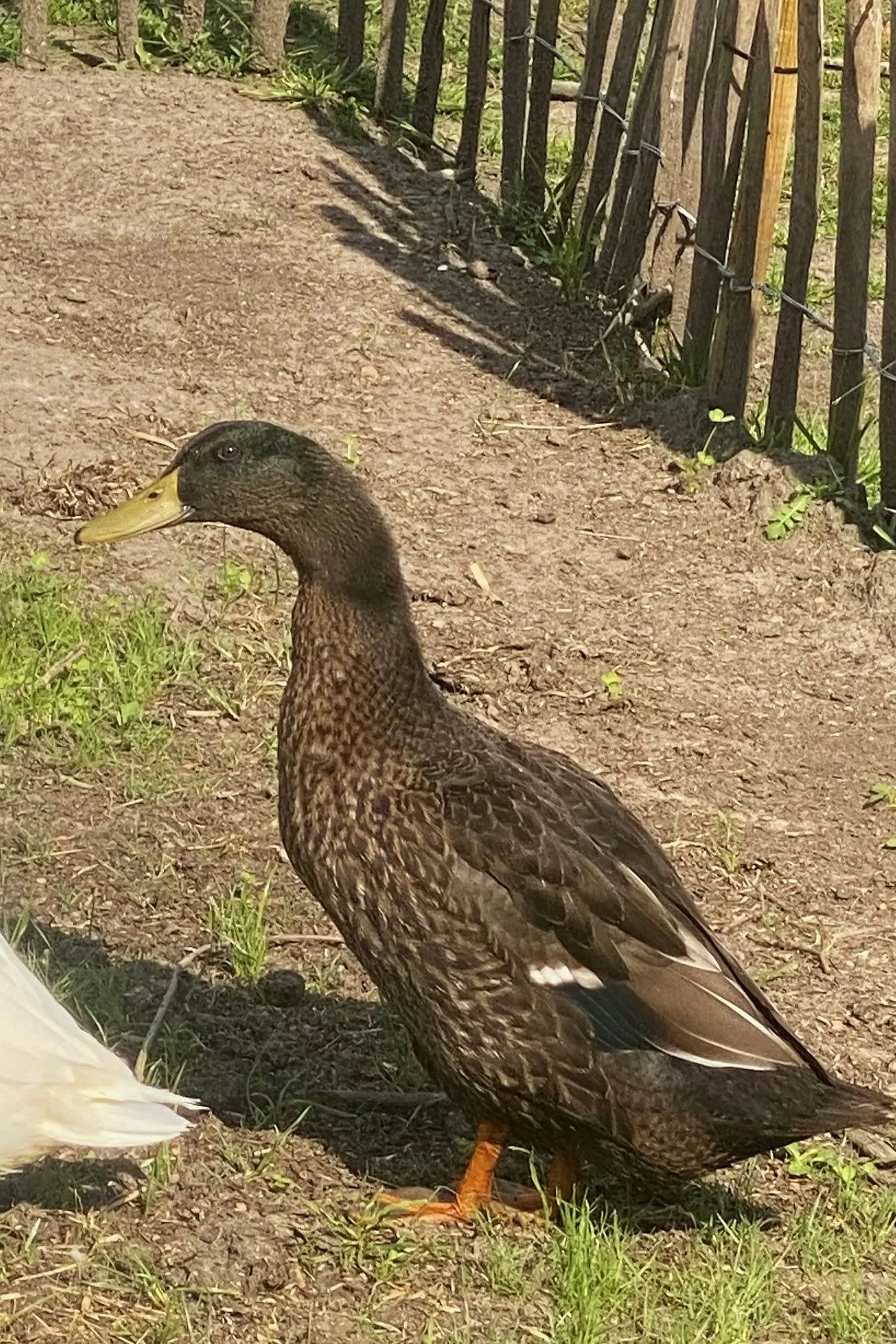 Nahaufnahme eines Vogels auf dem Boden neben einem Zaun, mit braunem Gefieder und gelbem Schnabel.