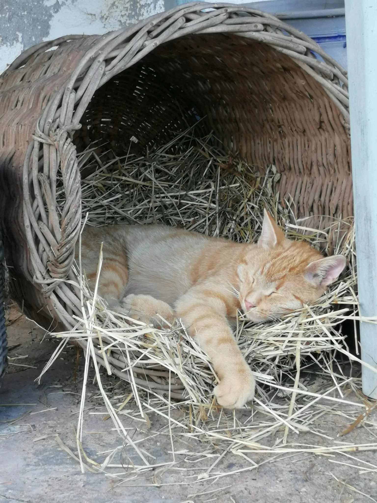 Ein liegender orange-weißer Katze in einem Korb aus Zweigen und Stroh