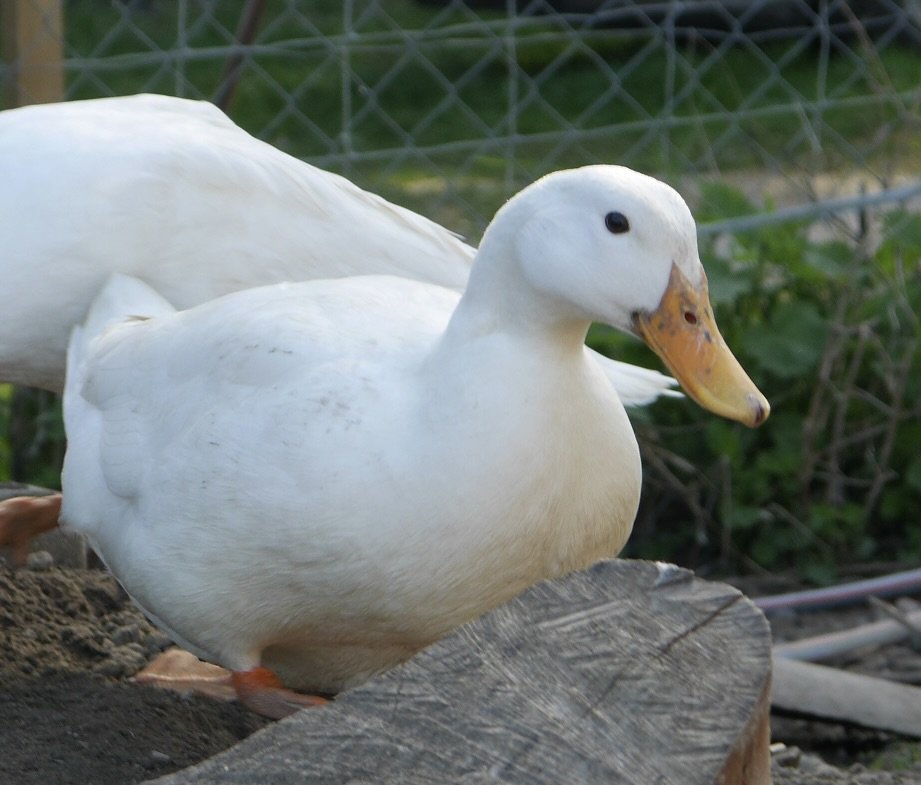 Weiße Ente auf einem Holzstumpf mit grünem Hintergrund und Gitterzaun.
