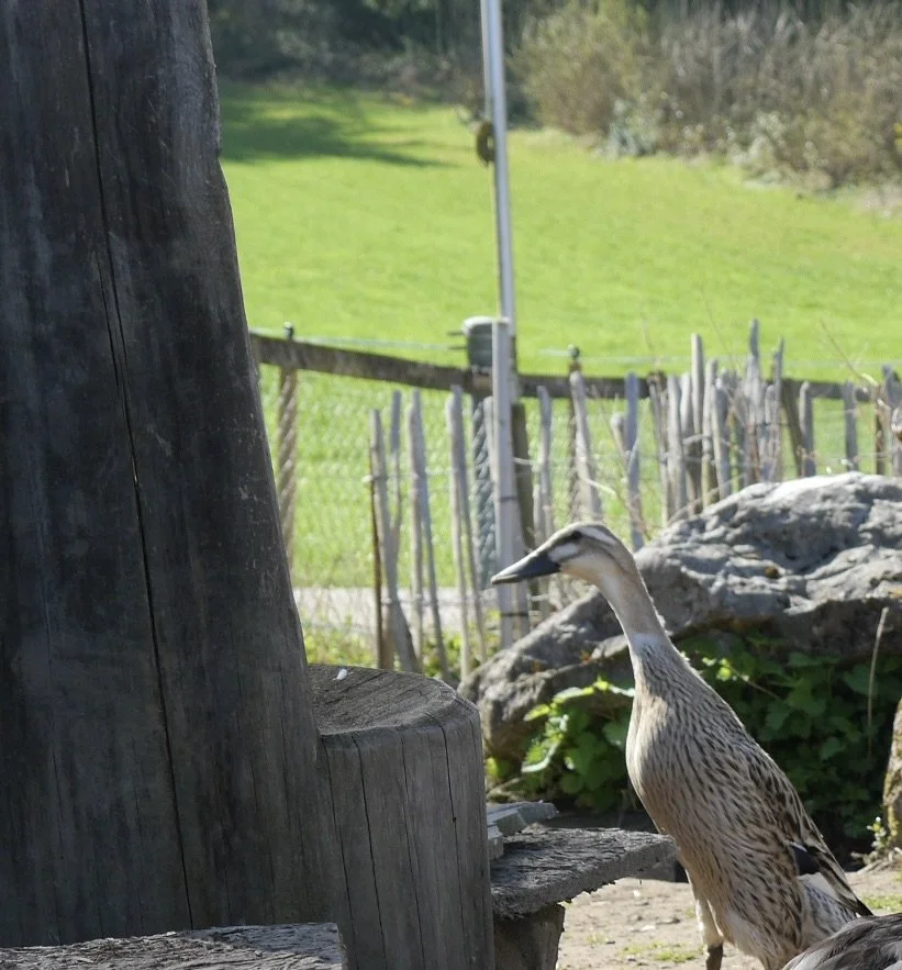 Eine natürliche Außenszene mit einem Wasser- oder Vogelpark, in der ein brauner Vogel, vermutlich eine Ente, steht auf dem Boden neben einem Baumstamm und einem großen Stein, mit grüner Wiese im Hintergrund.