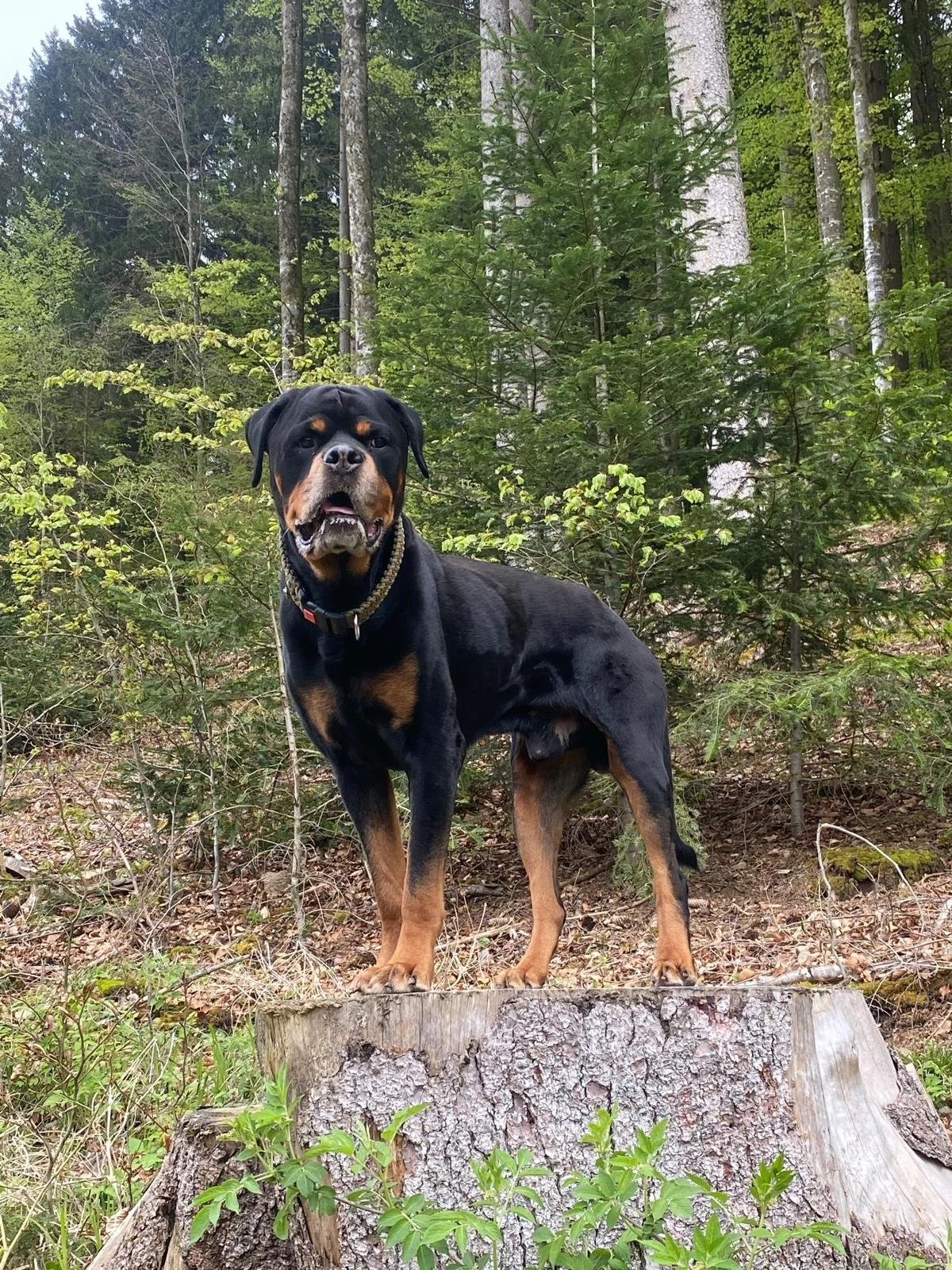 Ein Rottweiler-Hund steht auf einem abgeholzten Baumstumpf in einem Wald mit vielen Bäumen und jungen grünen Blättern.